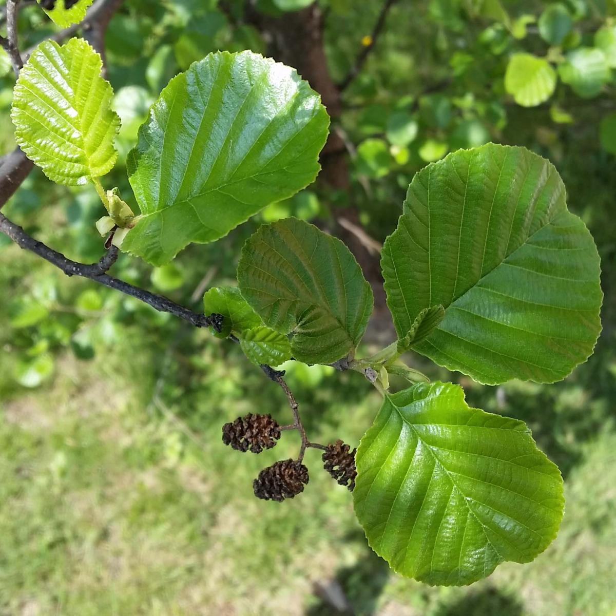 Alnus glutinosa  main image 0