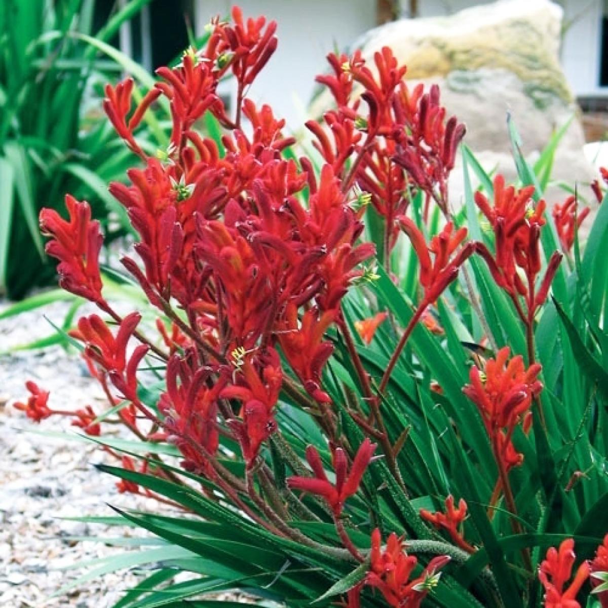Anigozanthos Bush Inferno Patte de Kangourou à fleurs rouges très florifère