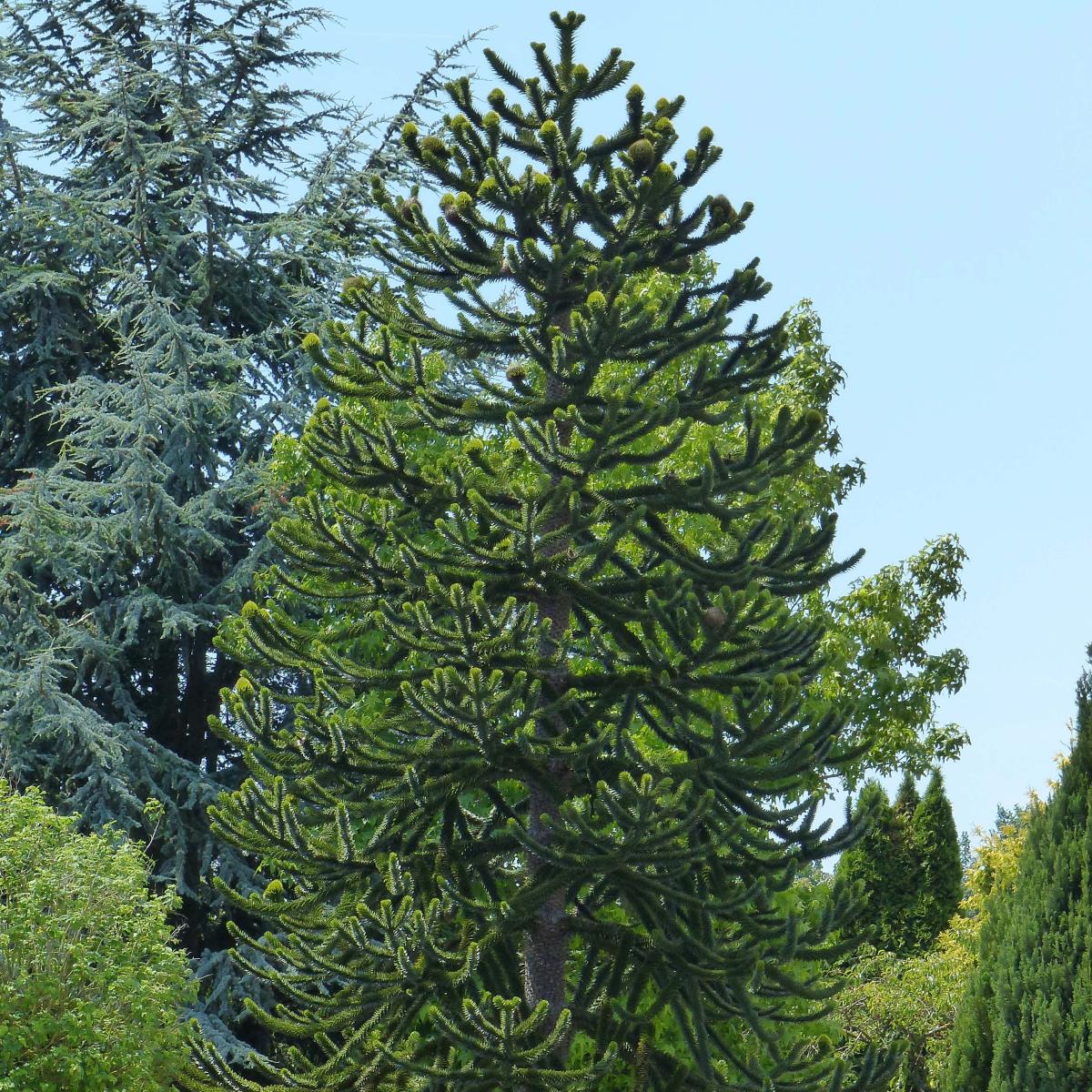 D sespoir Du Singe Araucaria Araucana Grand Conif re Graphique d-sespoir-du-singe-araucaria-araucana-grand-conif-re-graphique