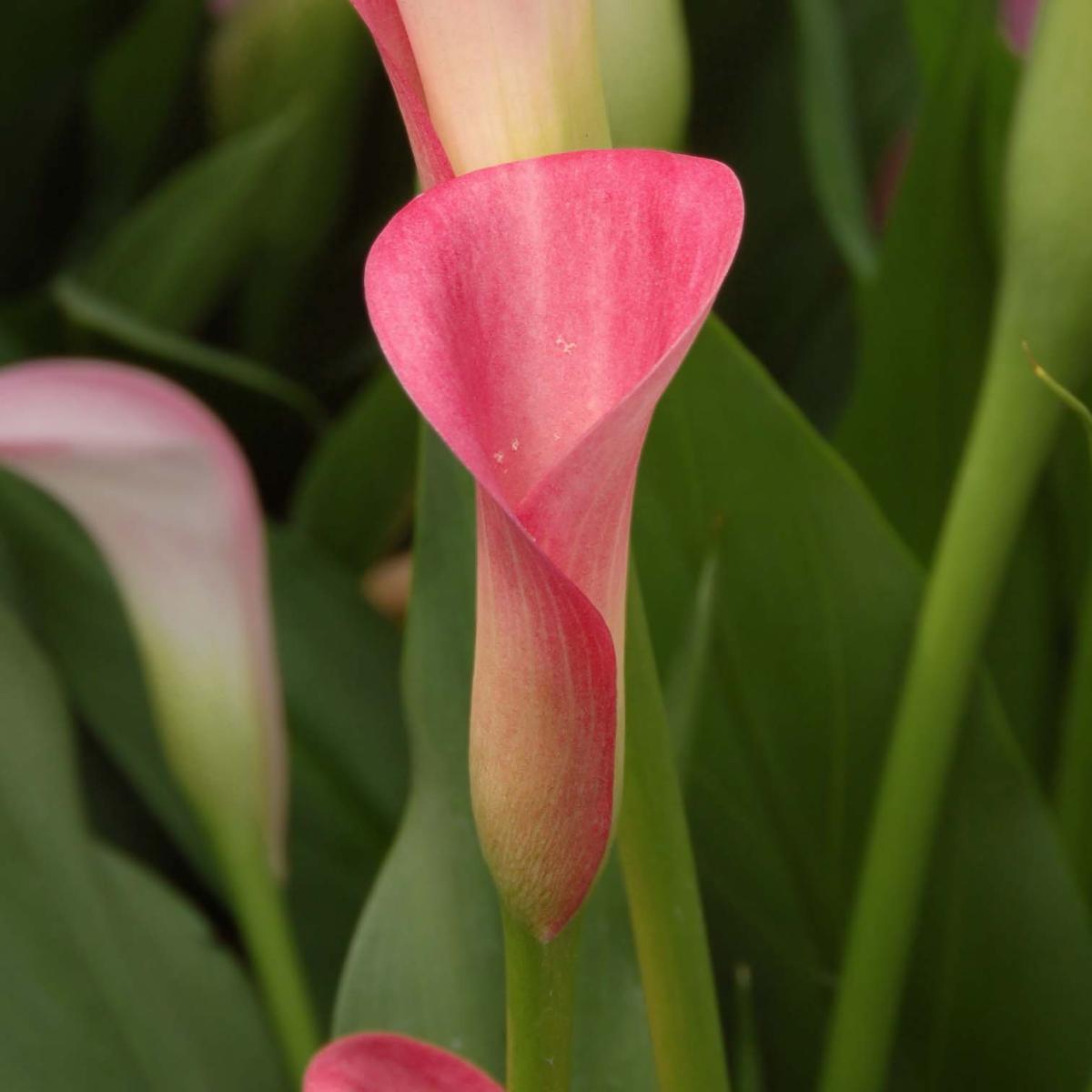 Arum Ou Calla Rose Zantedeschia Rehmanii Assez Vif Bien Adapt La arum-ou-calla-rose-zantedeschia-rehmanii-assez-vif-bien-adapt-la
