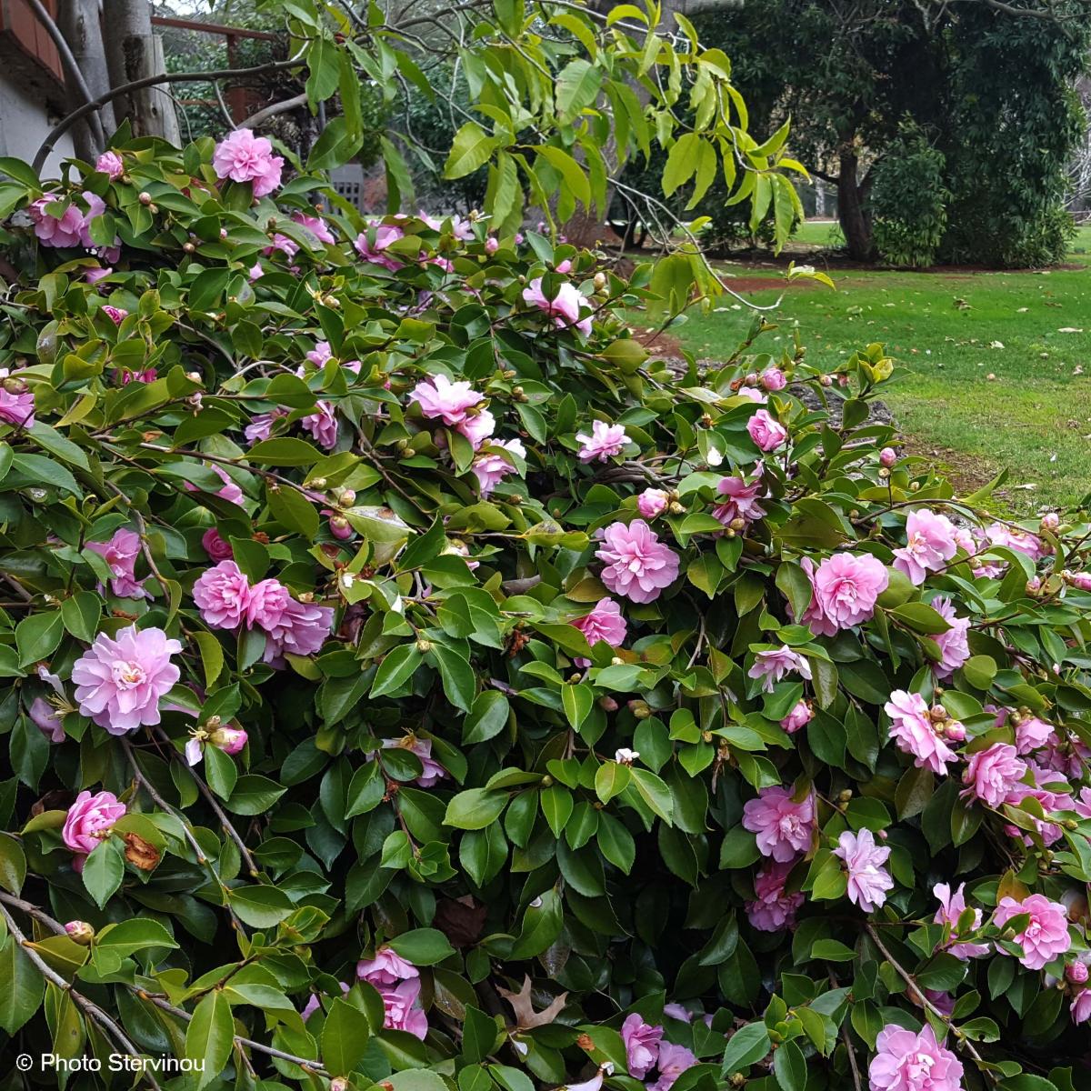 Camellia sasanqua Waterfall Pink Camélia d'automne couvresol à — free download