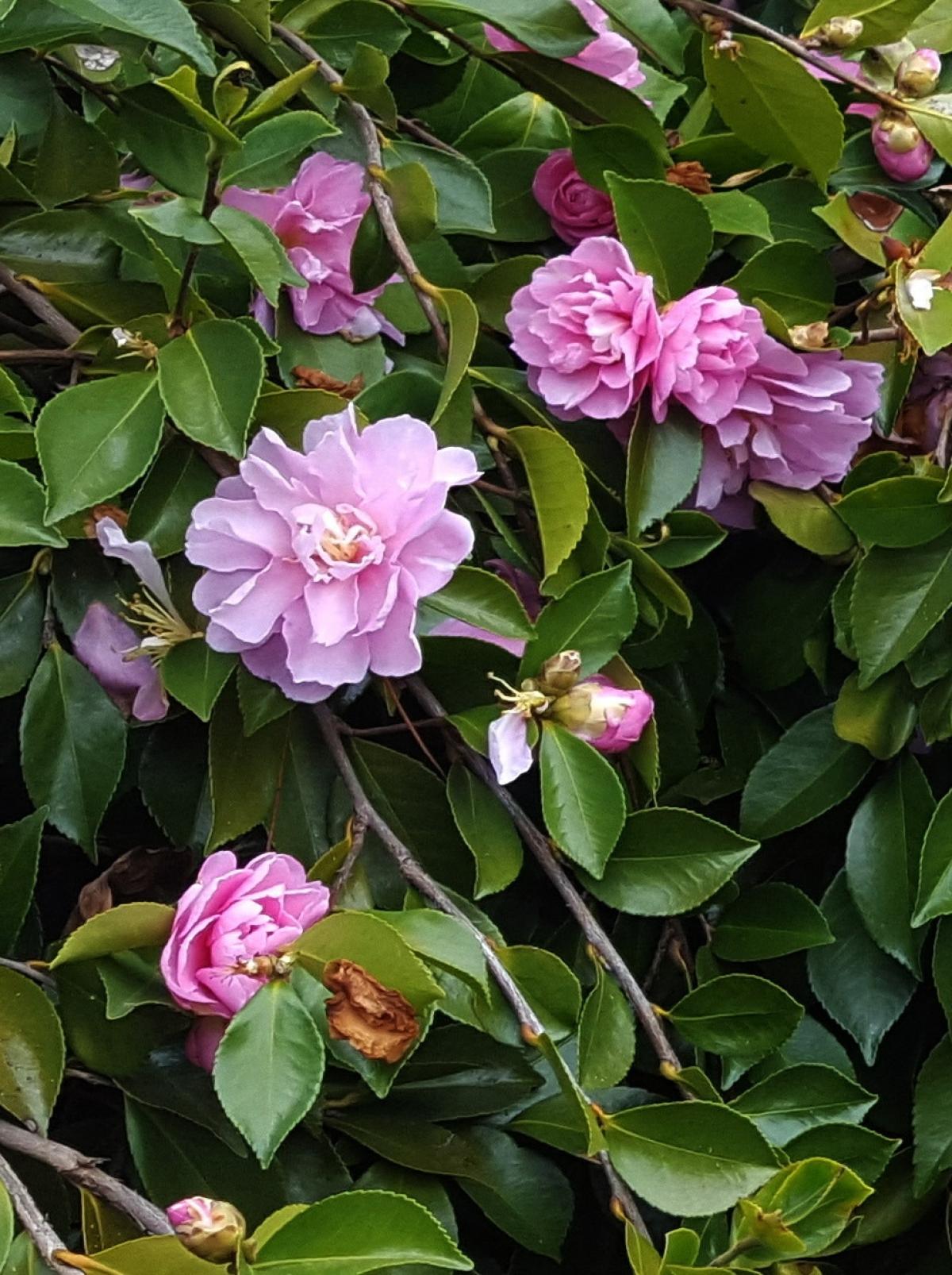 Camellia sasanqua Waterfall Pink Camélia d'automne couvresol à — free download
