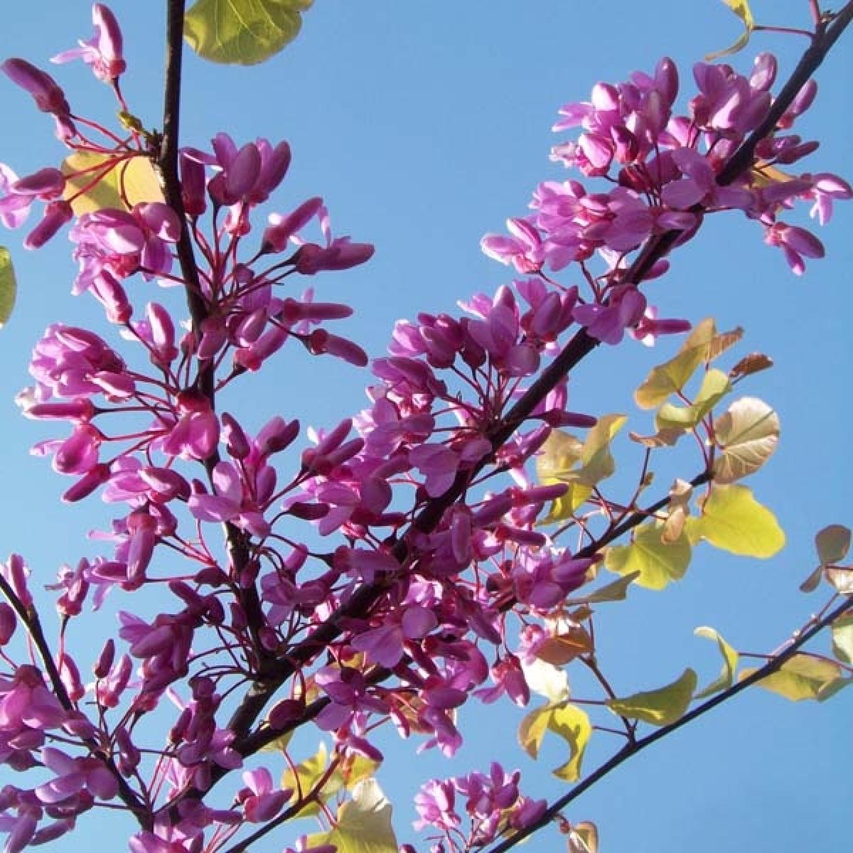 Floraison Arbre De Judee