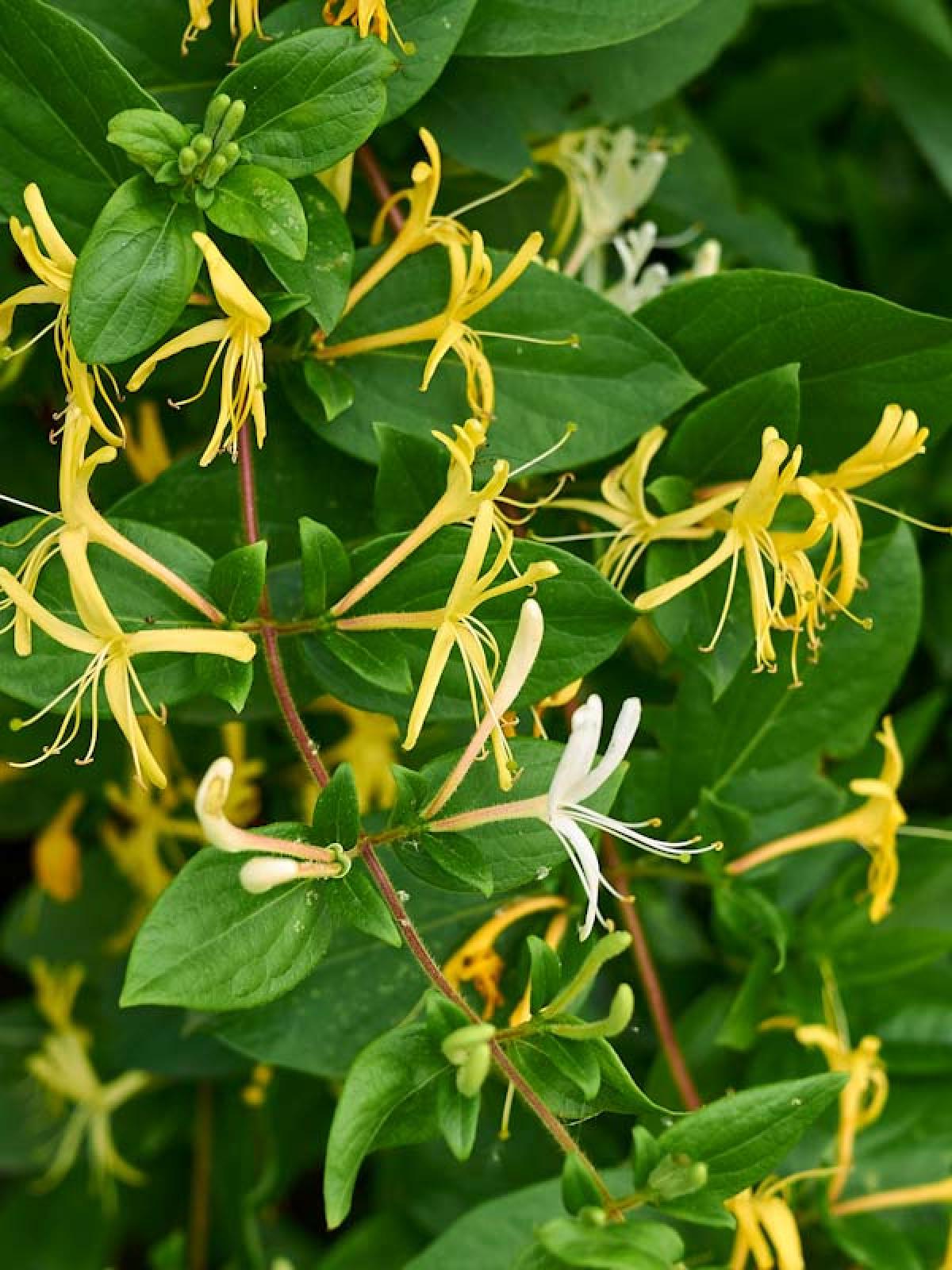 ch-vrefeuille-du-japon-halliana-lonicera-japonica-liane-vigoureuse