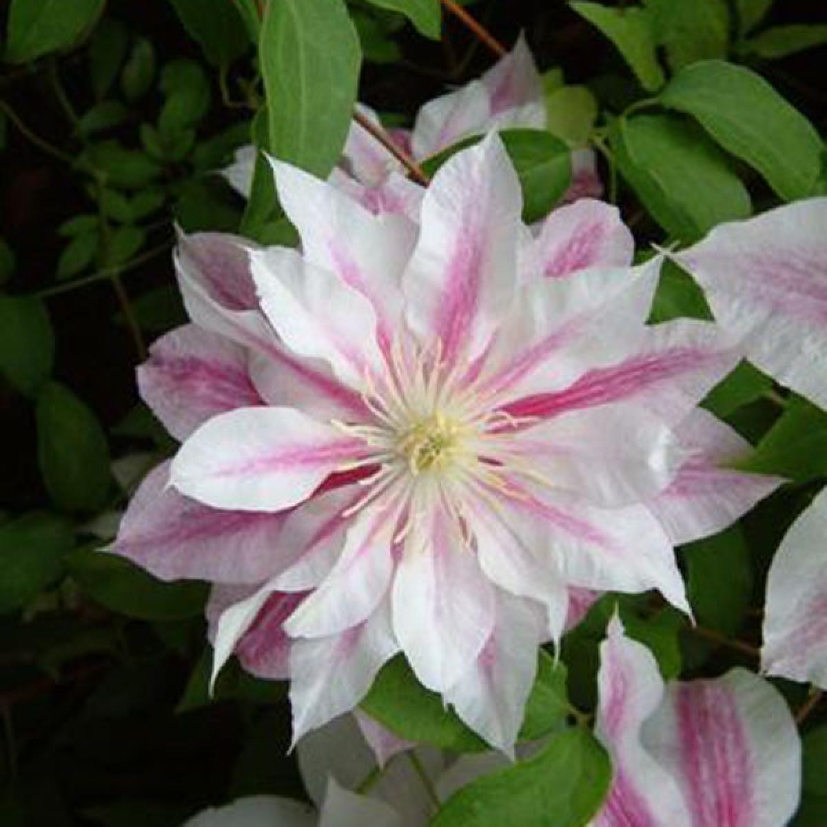 Clématite Andromeda - Clematis patens à fleurs blanches et carmin
