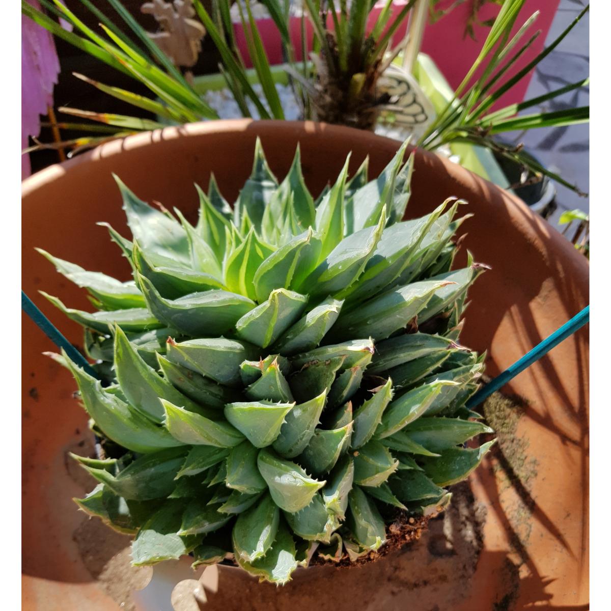 La Magia Delle Piante: Guida Completa Alla Germinazione Dei Semi - Foto 12