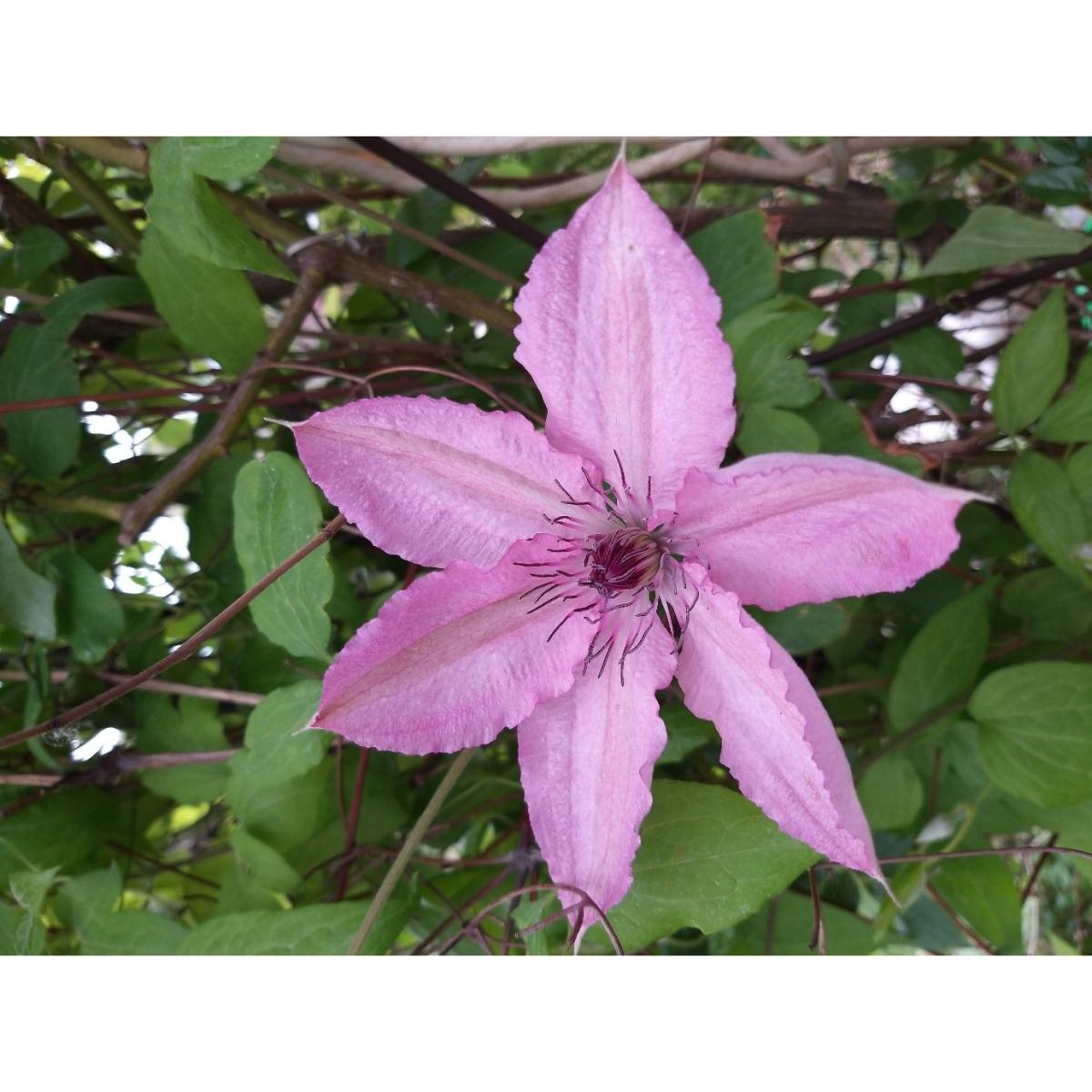 Clématite Clematis Hagley hybride Clematis Pink Chiffon Vivace