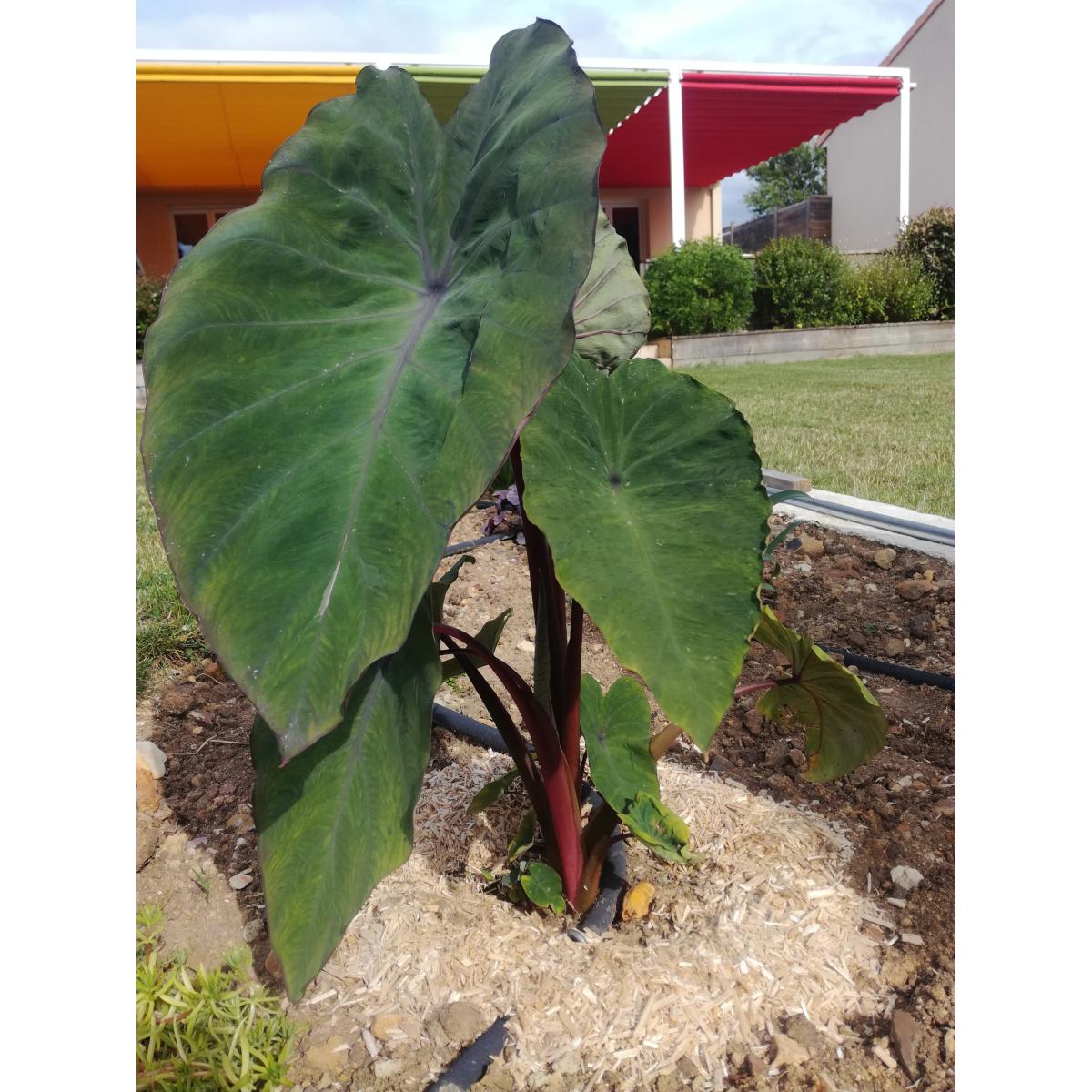 Colocasia Sangria - Oreille d’Eléphant - Variété particulièrement