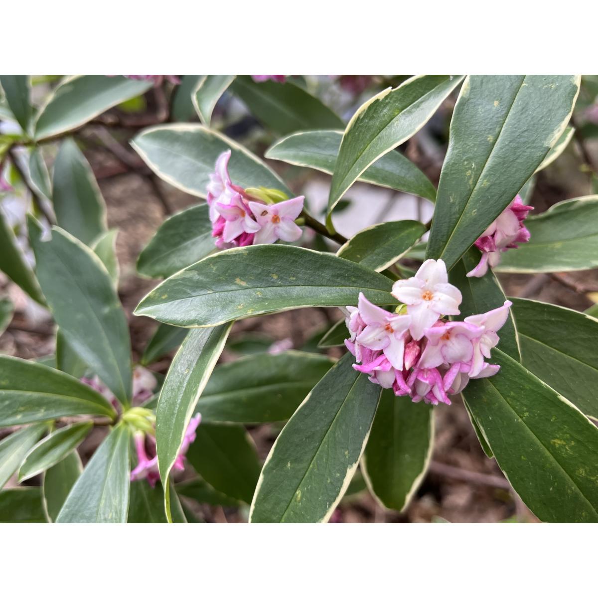 Daphne Odora Bois joli Odorant Arbuste Fleuri Et Parfum En Hiver daphne-odora-bois-joli-odorant-arbuste-fleuri-et-parfum-en-hiver
