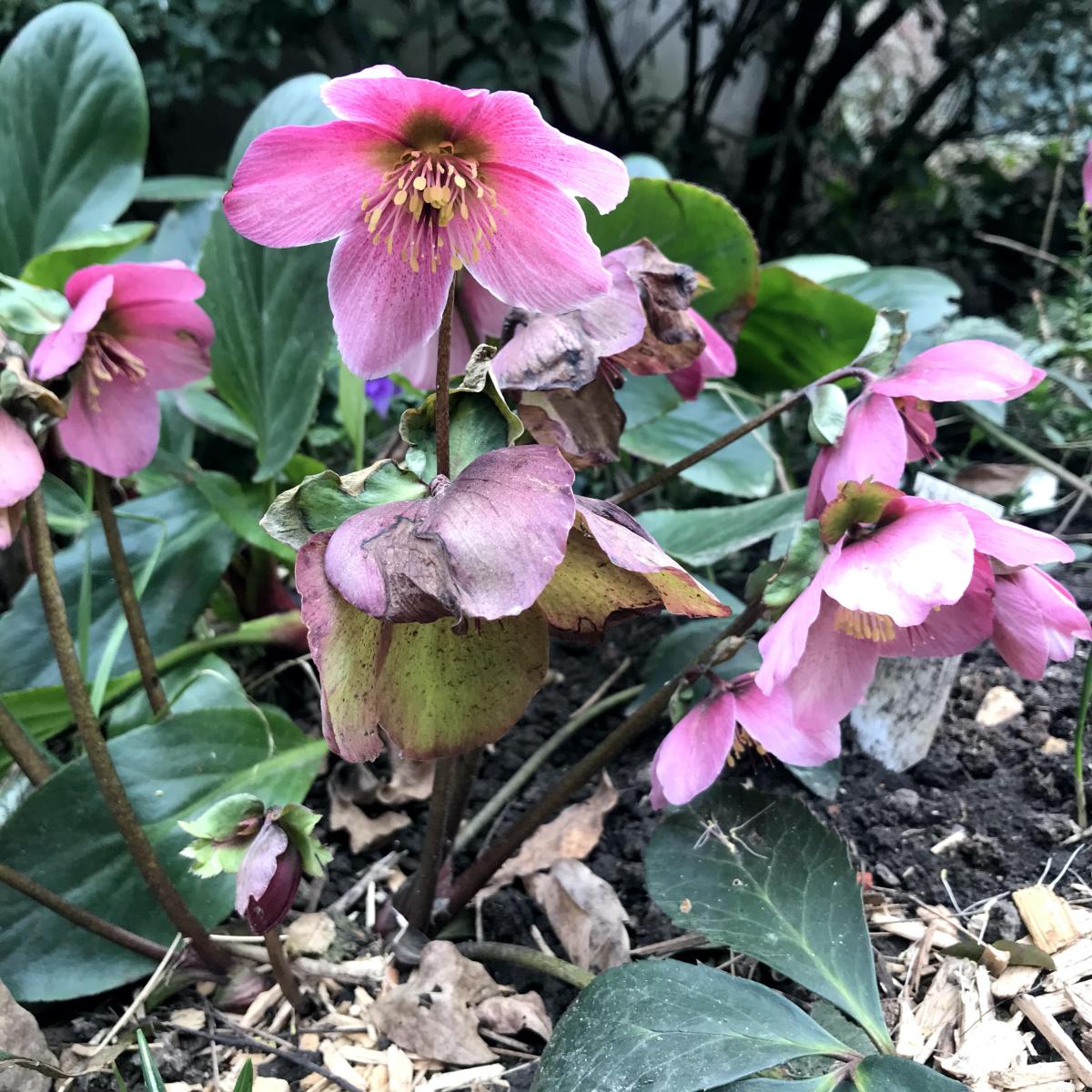 Hellebore Madame Lemonnier Helleborus hybride Rose de Noël
