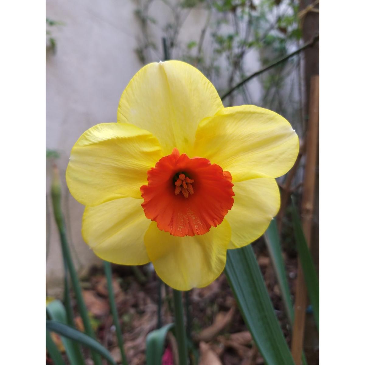 Narcissus Loveday Narcisse à grandes fleurs jaunes et oranges.