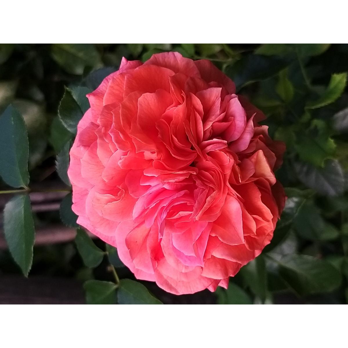 Rosier à fleurs groupées Orangerie - Roses doubles, orange intense ...