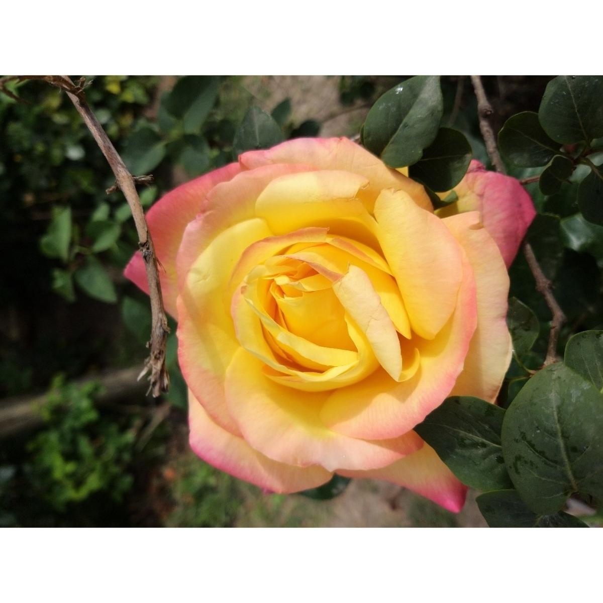 Rosa Pullman Orient Express Rose Barni - Vaso Prestigio, Fiori Gialli Con Bordo Rosa, Pianta Rifiorente - Foto 7