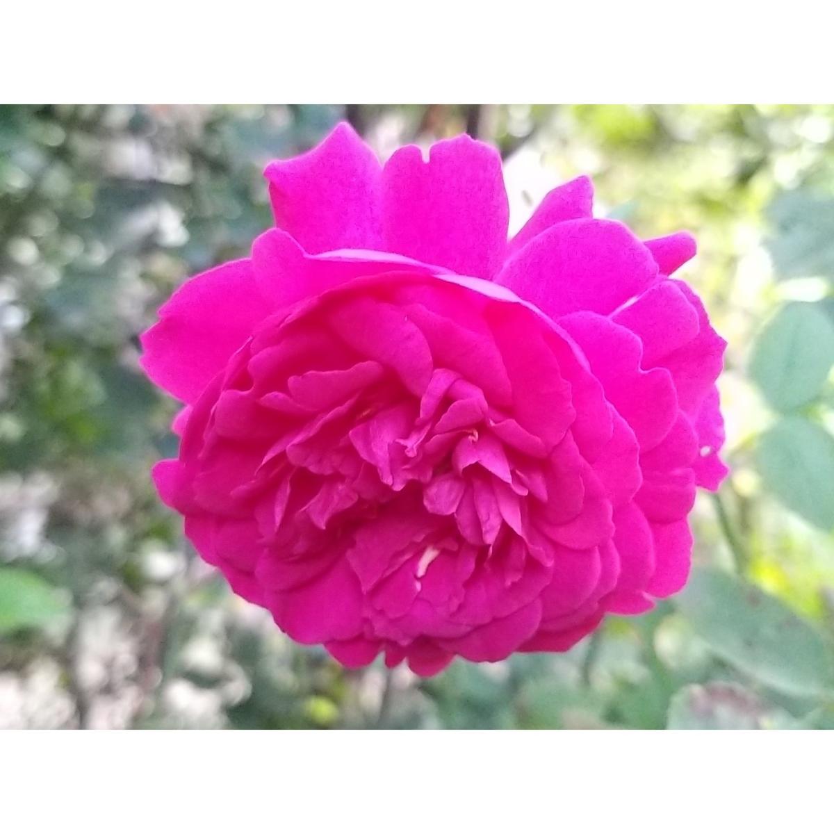 Rosa Thomas à Becket® - Auswinston - Rose anglaise David Austin - Des ...