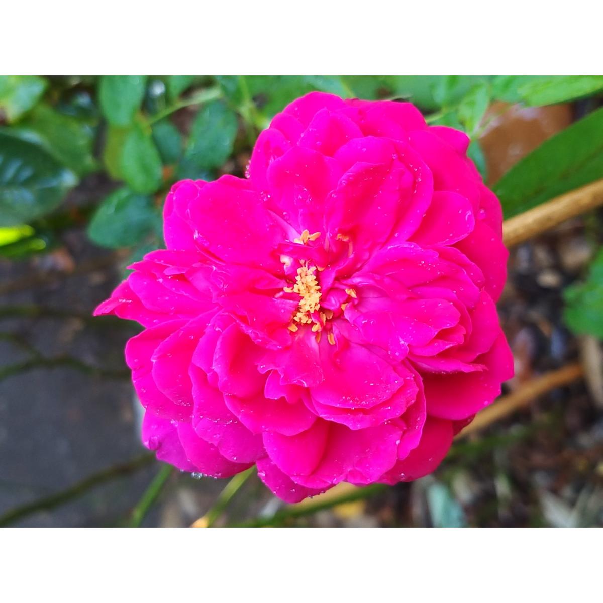 Rosa Thomas à Becket® - Auswinston - Rose anglaise David Austin - Des ...