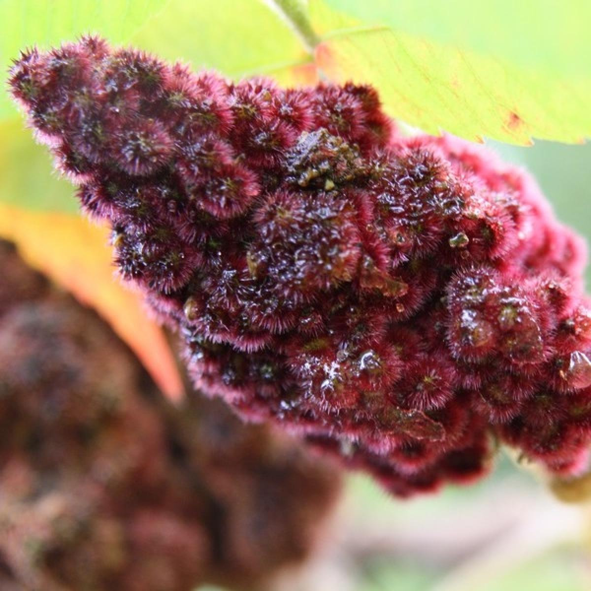 Sumac de Virginie – Rhus typhina, arbuste aux grappes de fruits rouges