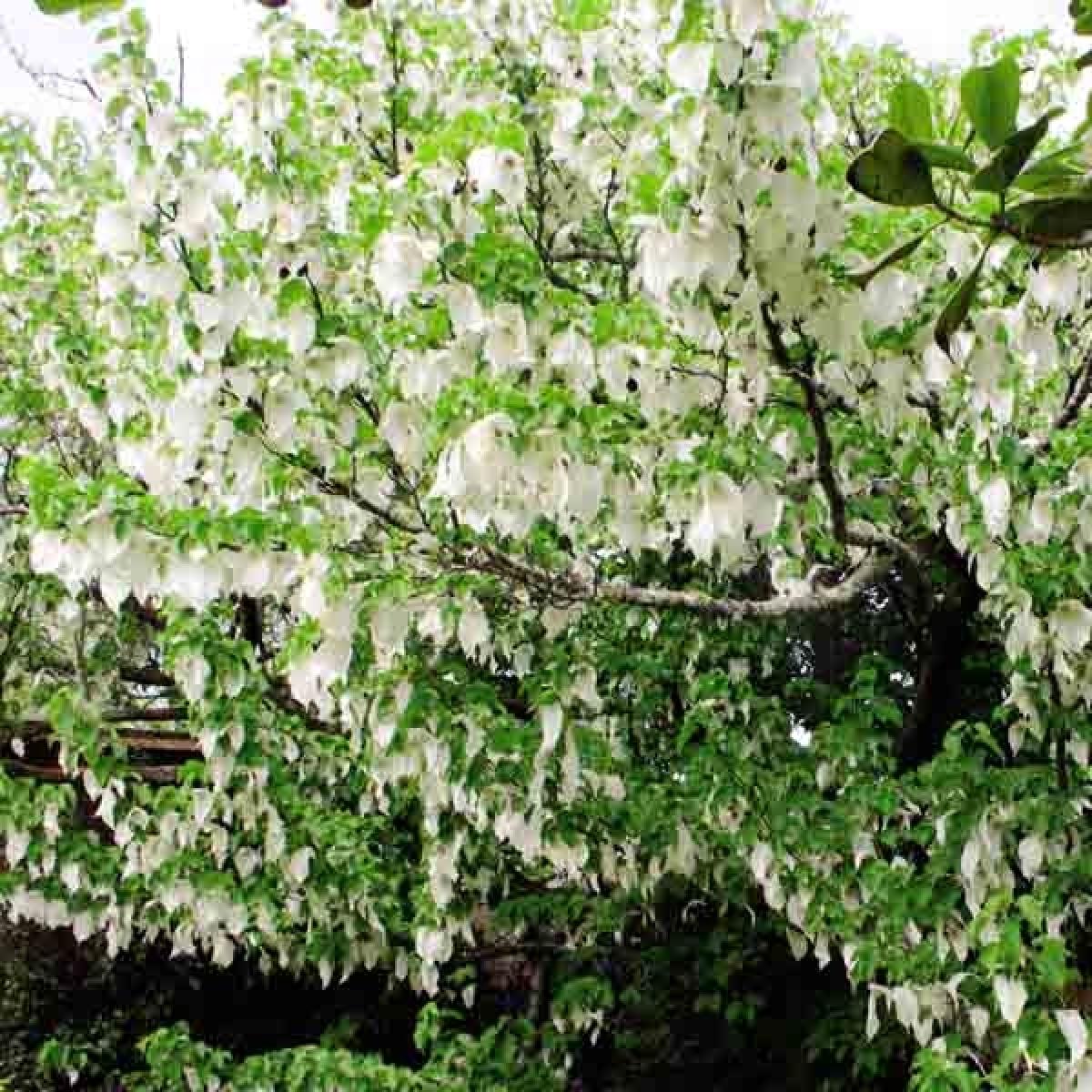 Davidia involucrata var. vilmoriniana arbre aux mouchoirs à grandes — free download
