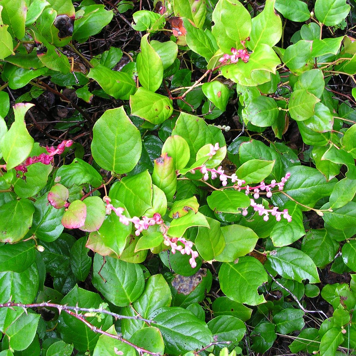Gaultheria shallon - Gaulthérie shallon, couvre-sol persistant