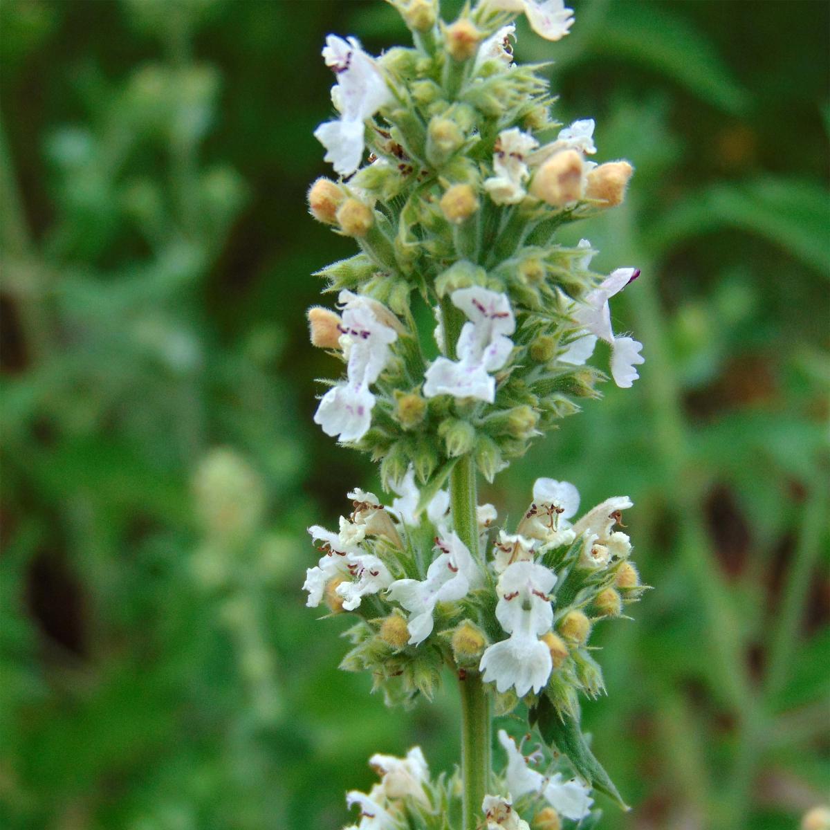 Nepeta Cataria - Chataire - Herbe aux chats - vivace compacte et ...