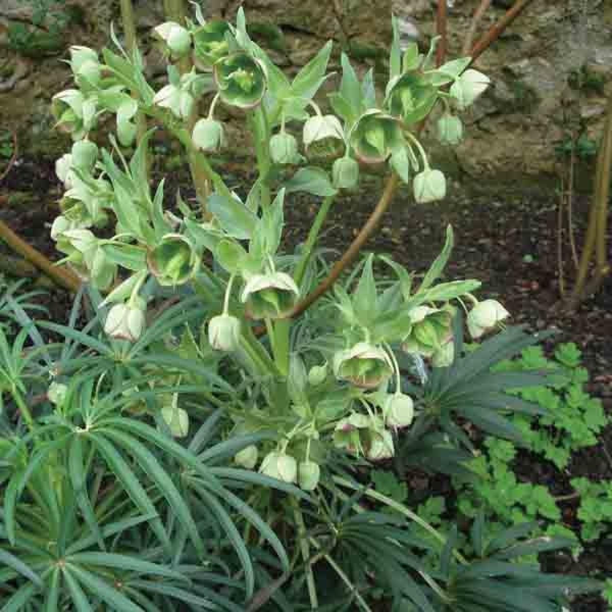 Hellebore F tide Helleborus Foetidus De Petites Fleurs Vertes hellebore-f-tide-helleborus-foetidus-de-petites-fleurs-vertes