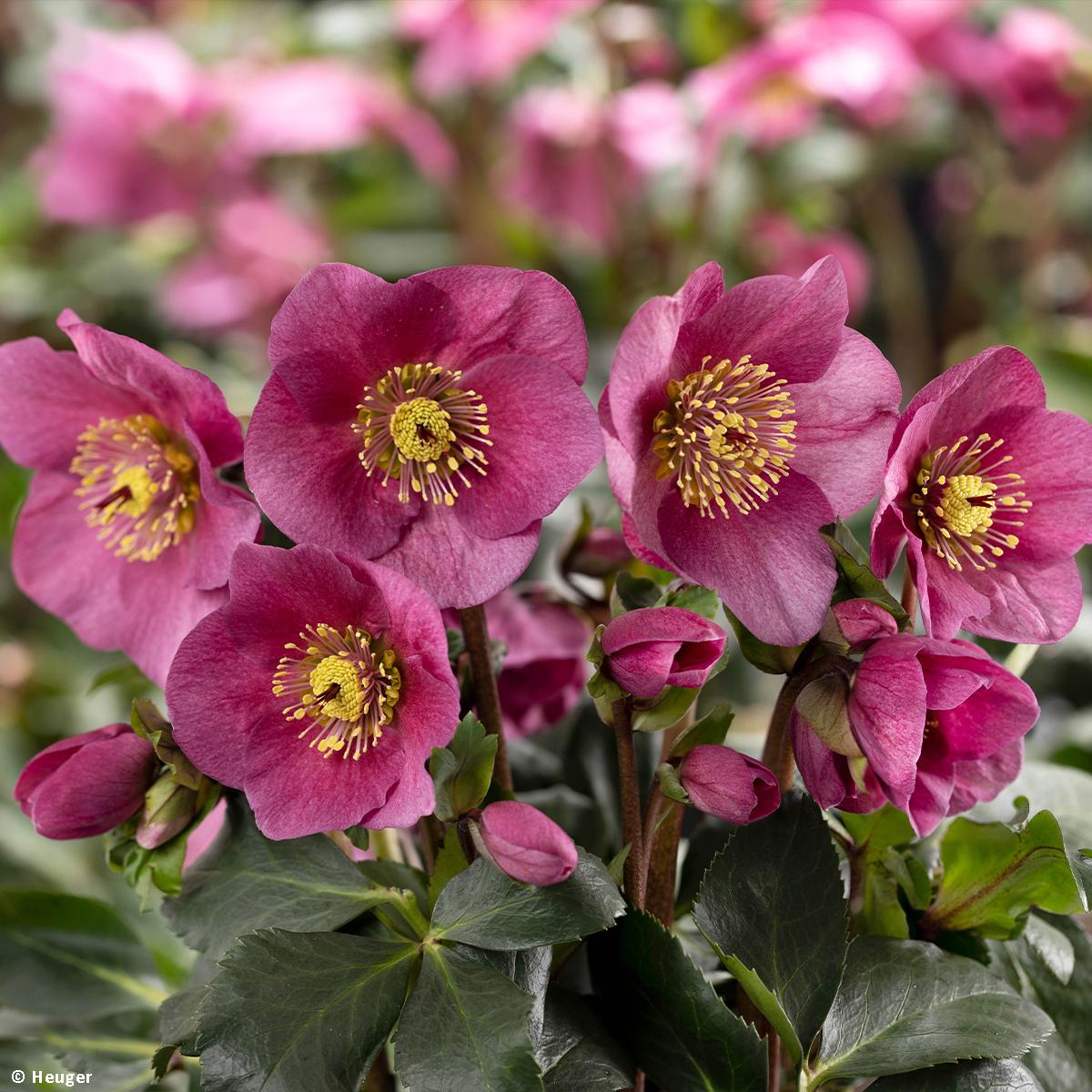 hellebore-x-lemperii-hgc-lenia-hell-bore-grandes-fleurs-rose-pourpre