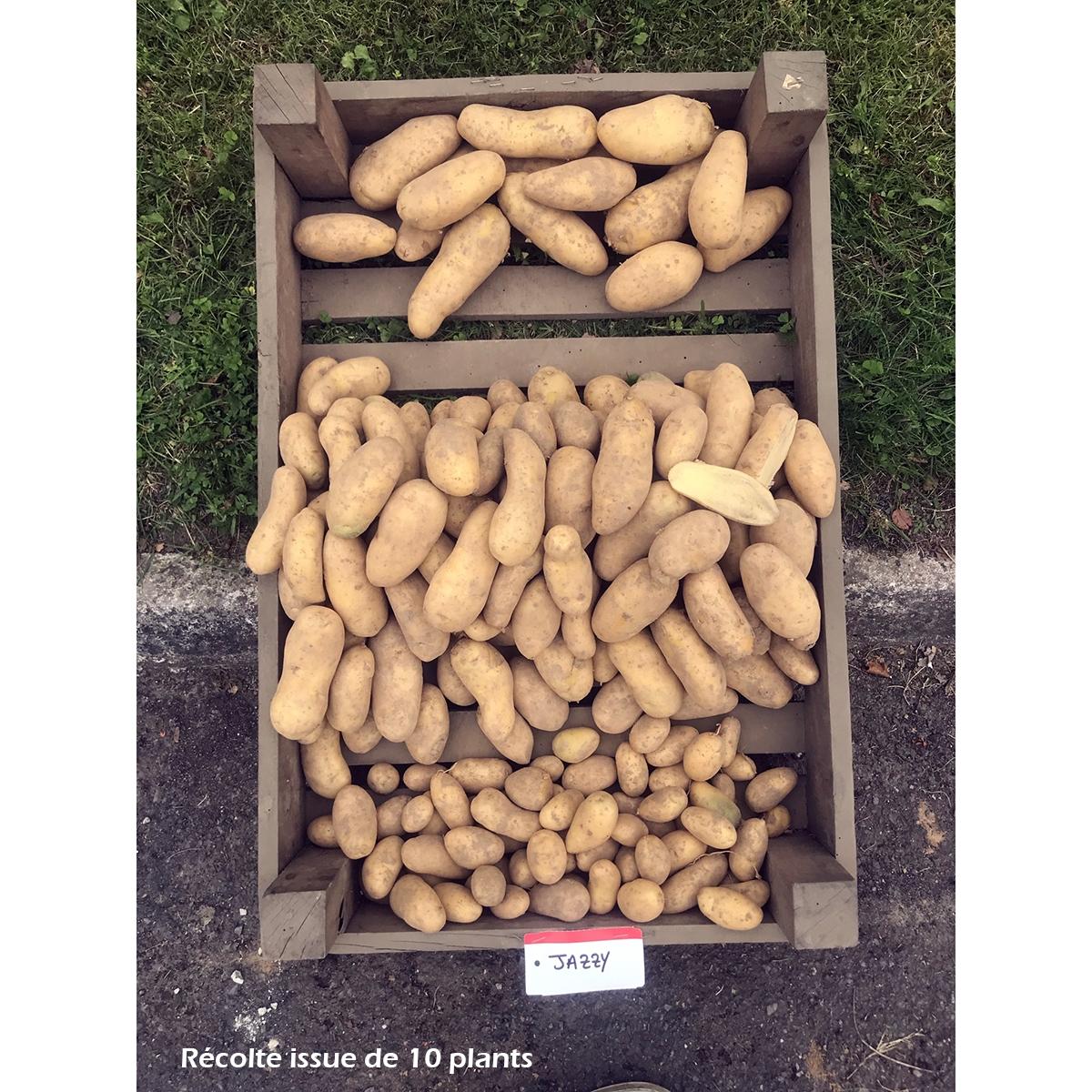 Pommes de terre Jazzy - plants potager