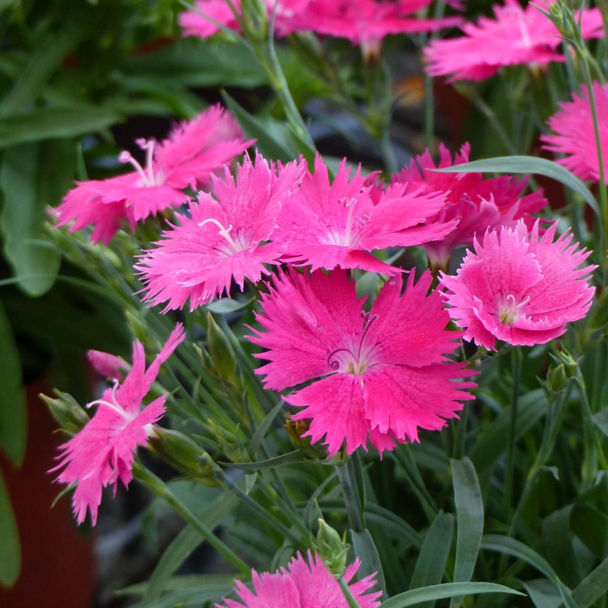 Dianthus Suntory Pink - Oeillet annuel compact, à fleurs rose fuchsia