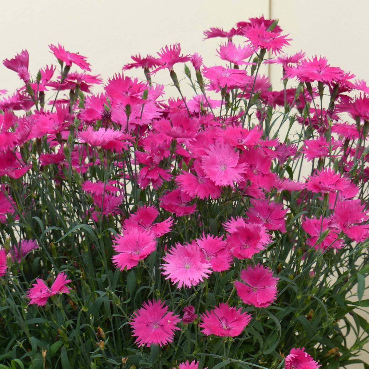 Dianthus Suntory Pink - Oeillet annuel compact, à fleurs rose fuchsia