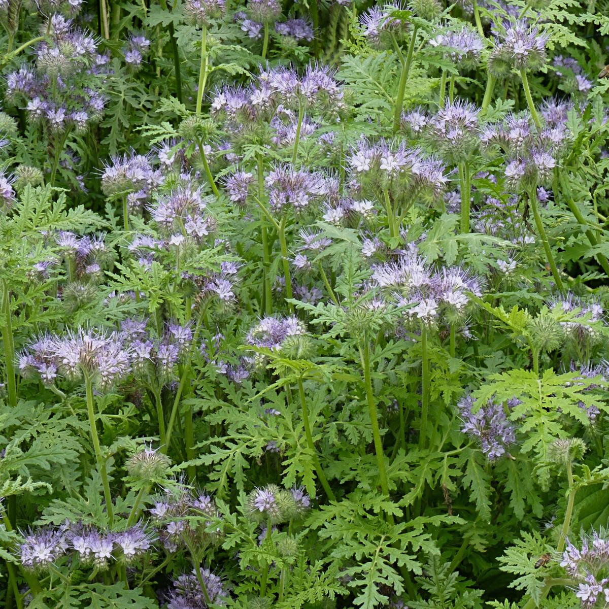Phacélie - Phacelia tanacetifolia - Engrais vert