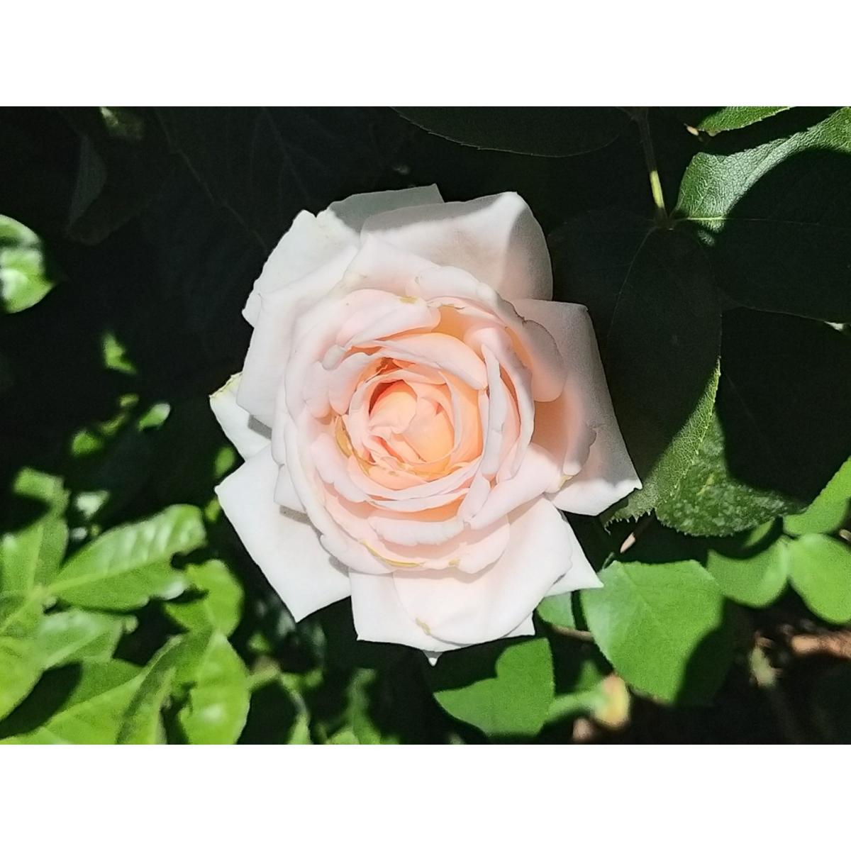 Rosier André Le Nôtre Meiceppus Rosier buisson à grande fleur rose — free download