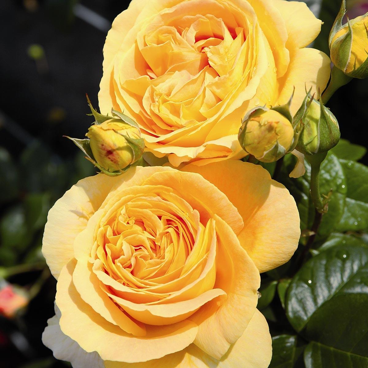 Rosa Candlelight (Bataclan) tan94488 Rosier hybride de thé à grandes