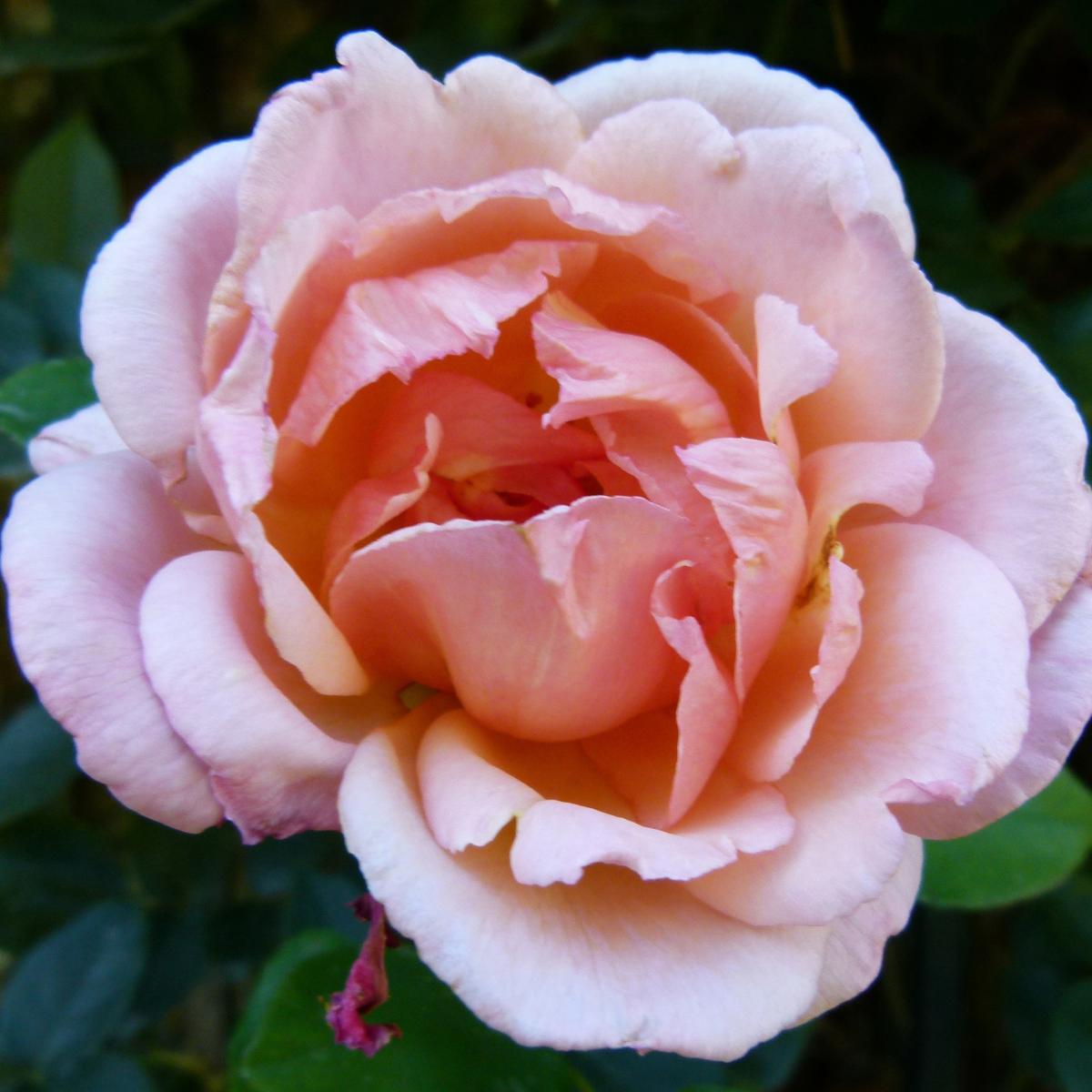 rosa-belle-de-londres-compassion-rosier-grimpant-remontant-rose