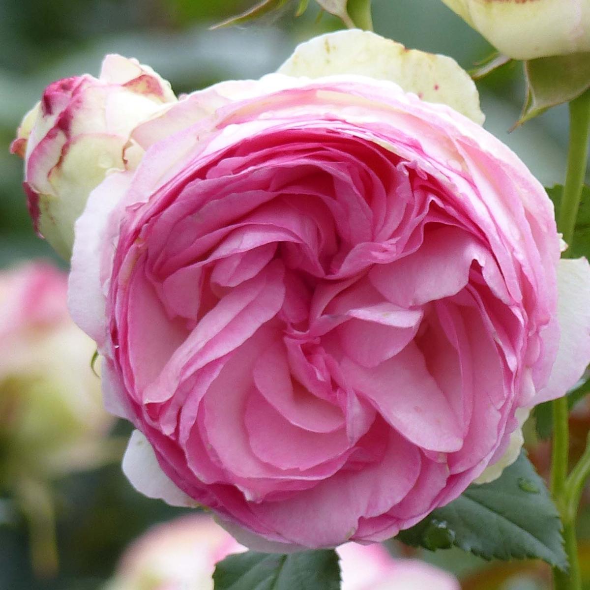 Rosa Pierre de Ronsard Rosier grimpant à grosse fleur très double — free download