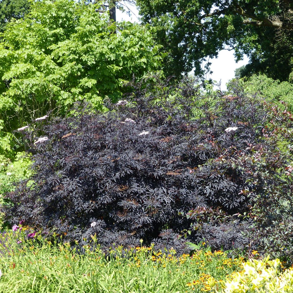 Sambucus Nigra Black Lace Eva Sureau Noir Fin Feuillage Tr s Sombre Sambucus Nigra Black Lace Eva Sureau Noir Fin Feuillage Tr s Sombre