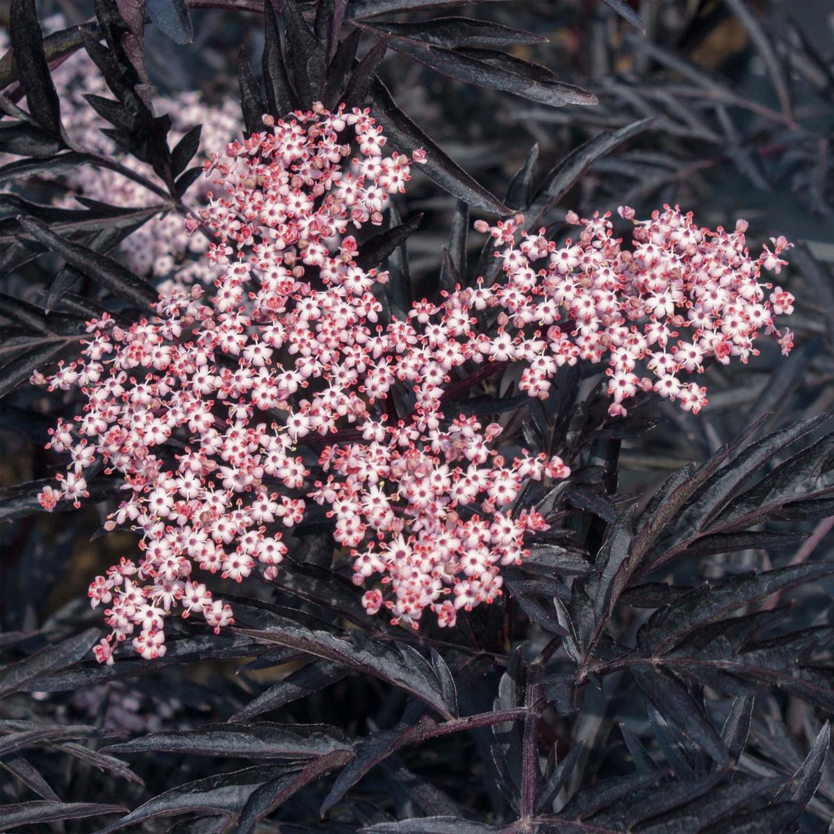 Sambucus Nigra Black Lace Eva Sureau Noir Fin Feuillage Tr s Sombre Sambucus Nigra Black Lace Eva Sureau Noir Fin Feuillage Tr s Sombre