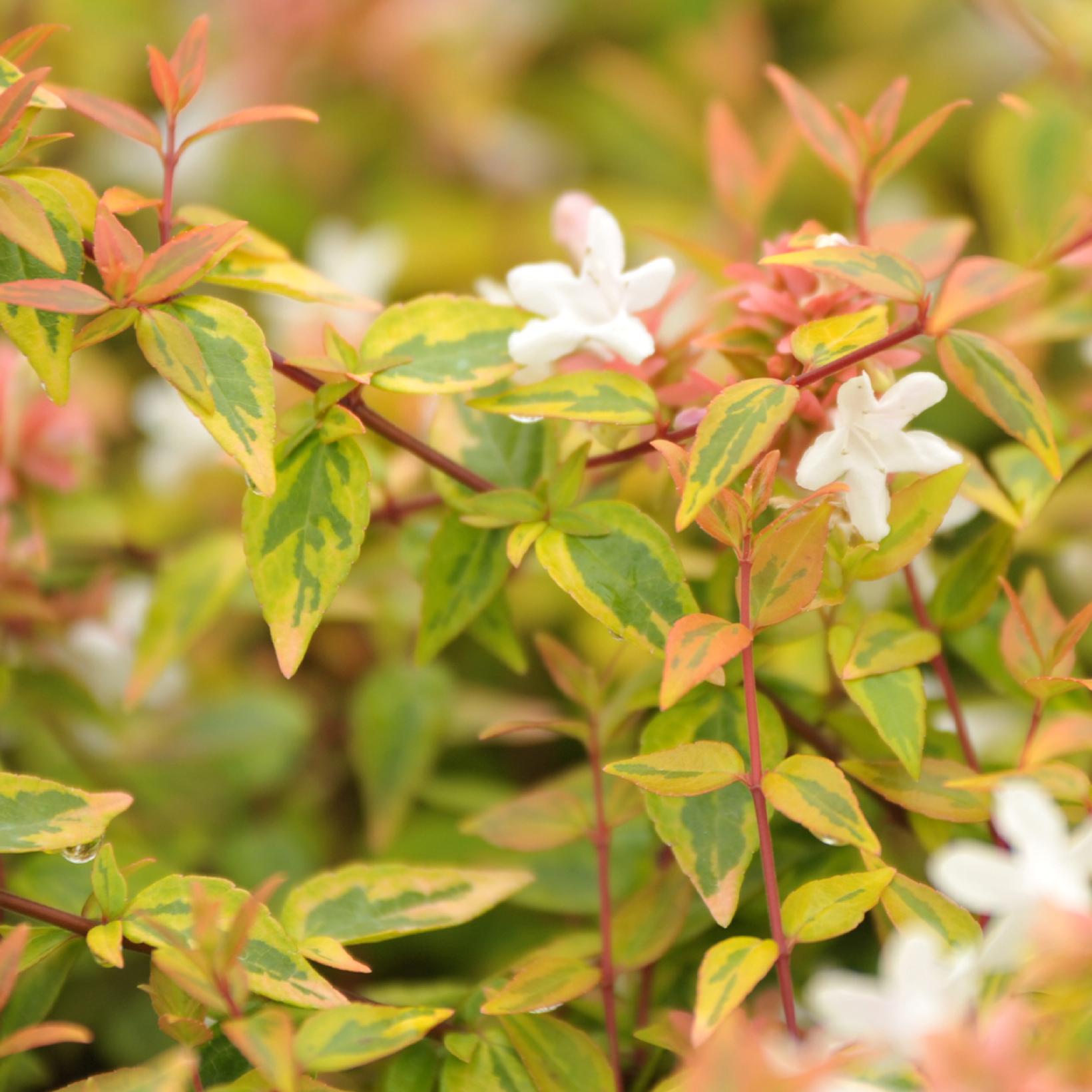 Abelia X Grandiflora Kaleidoscope
