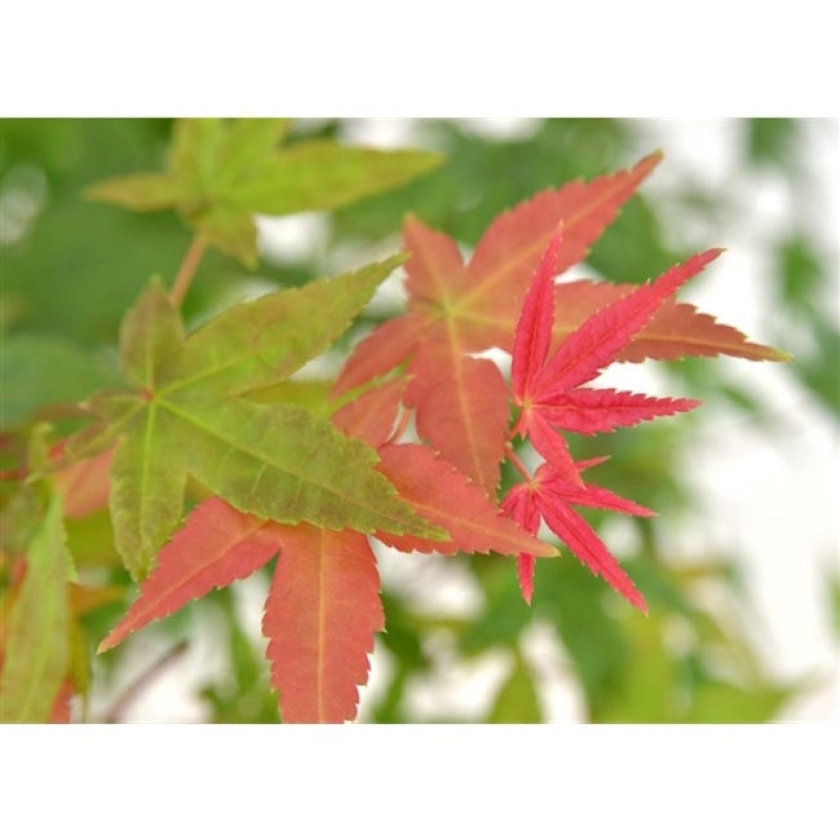 Acer palmatum Beni Maiko - Érable du Japon à feuillage rouge brillant ...