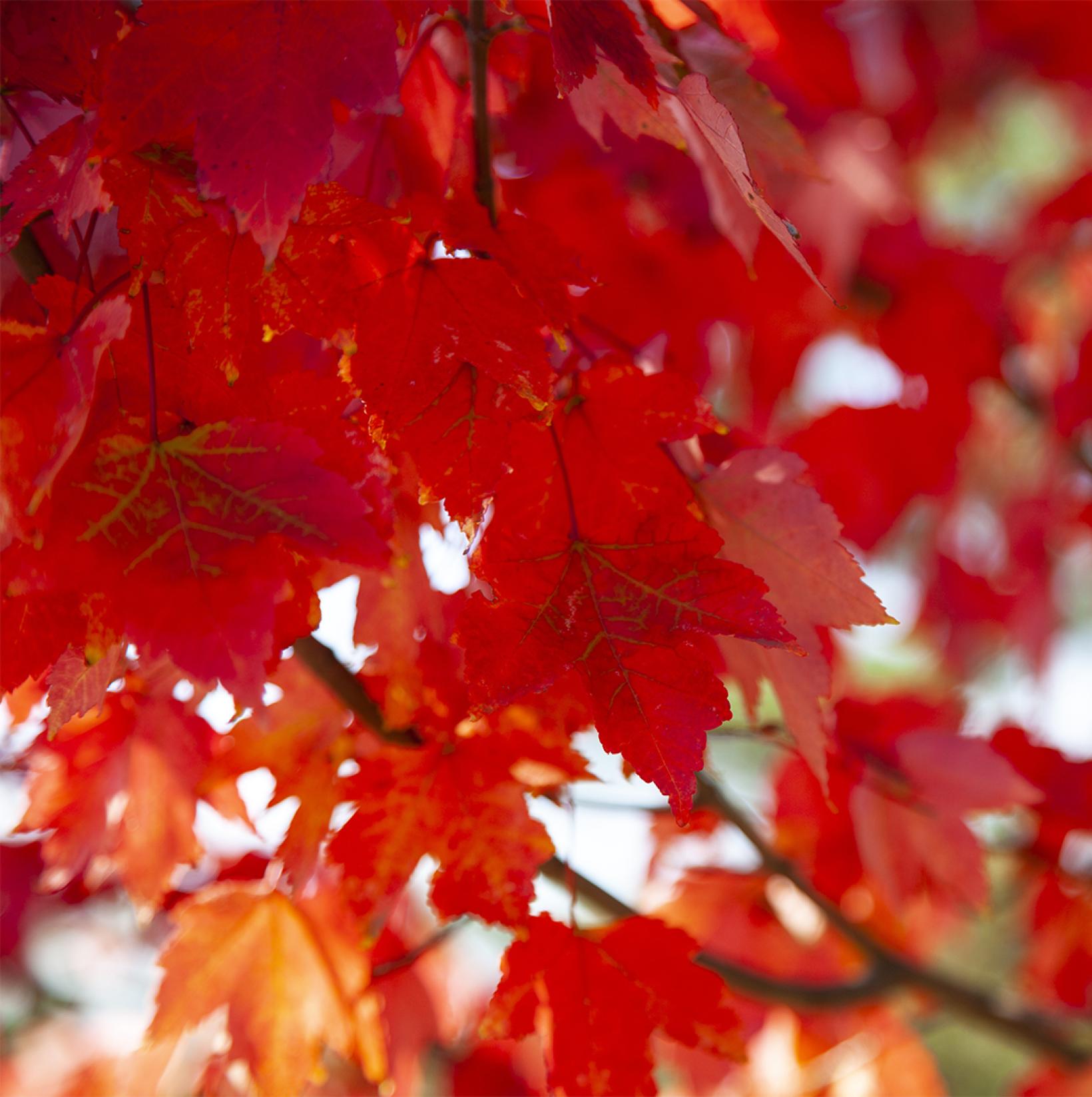 Acer Rouge Acer rubrum Summer Red - Erable rouge à jeunes pousses pourpres et ...
