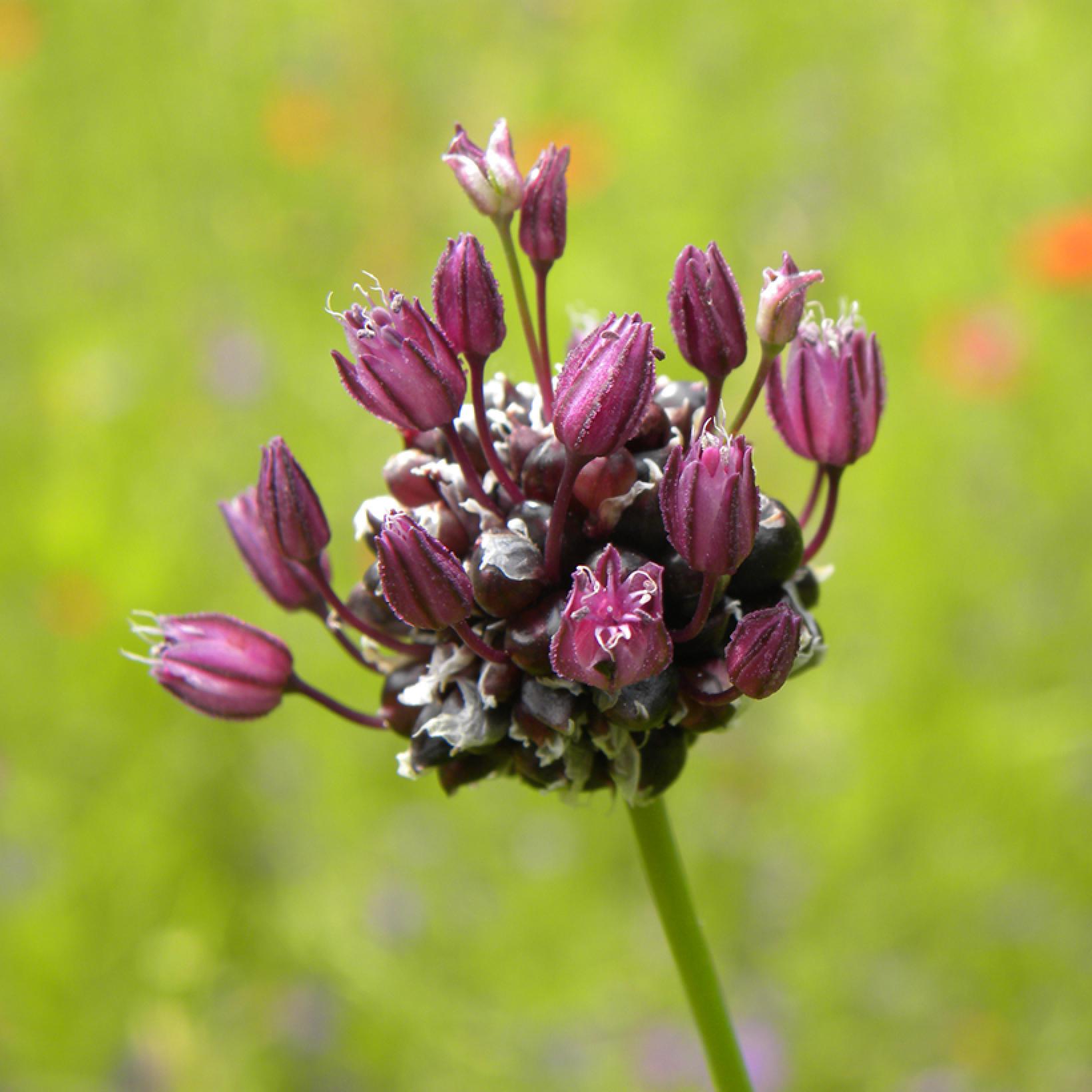 Ail Rocambole Quand Planter: Ail De Rocambole Plante – OHYDHC