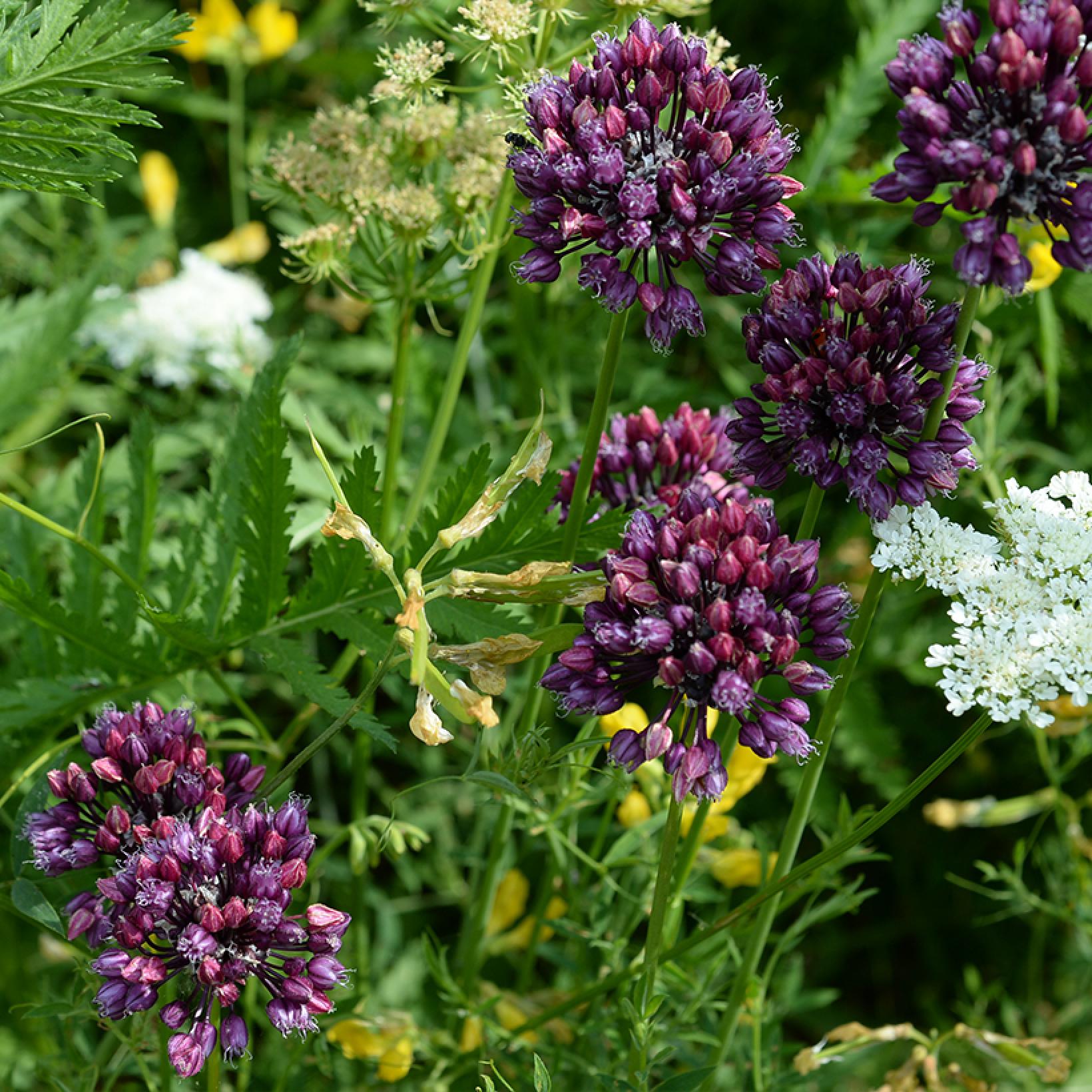 Ail rocambole ou perpétuel - Allium scorodoprasum - Plant potager