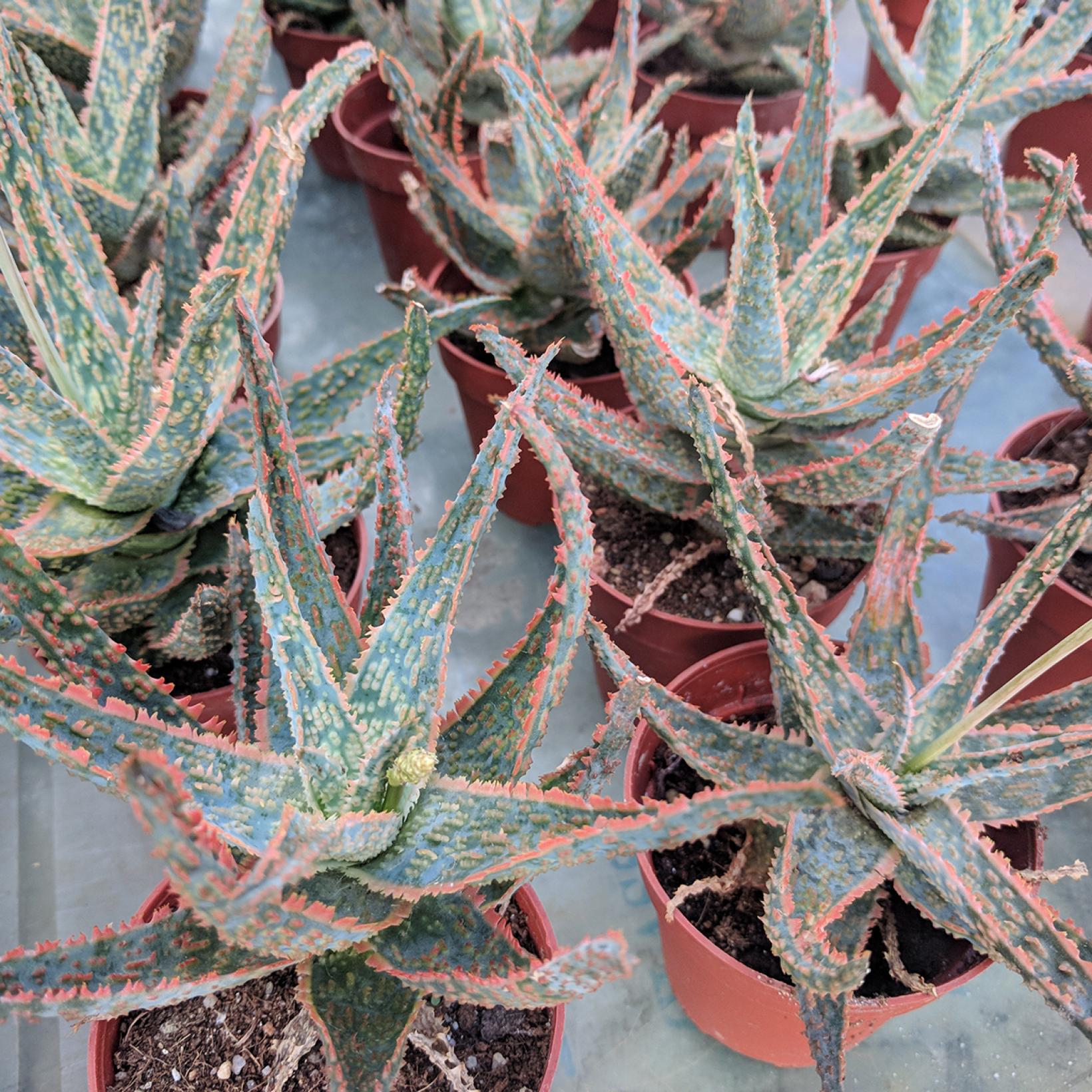Aloe rauhii Cleopatra - Aloès Snowflake - Petit aloès aux feuilles en ...