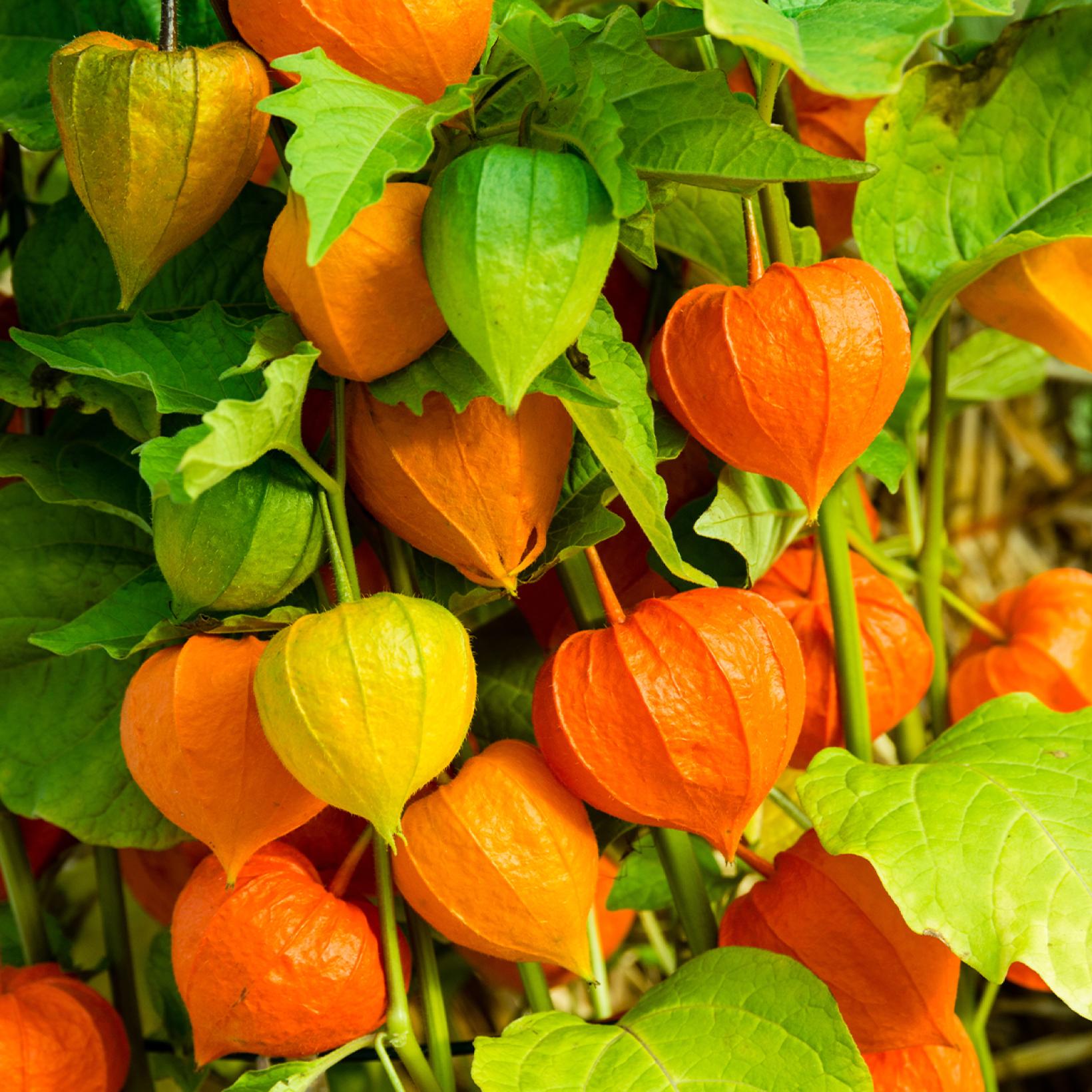 Physalis alkekengi franchetii Amour en cage De petites lanternes — free download