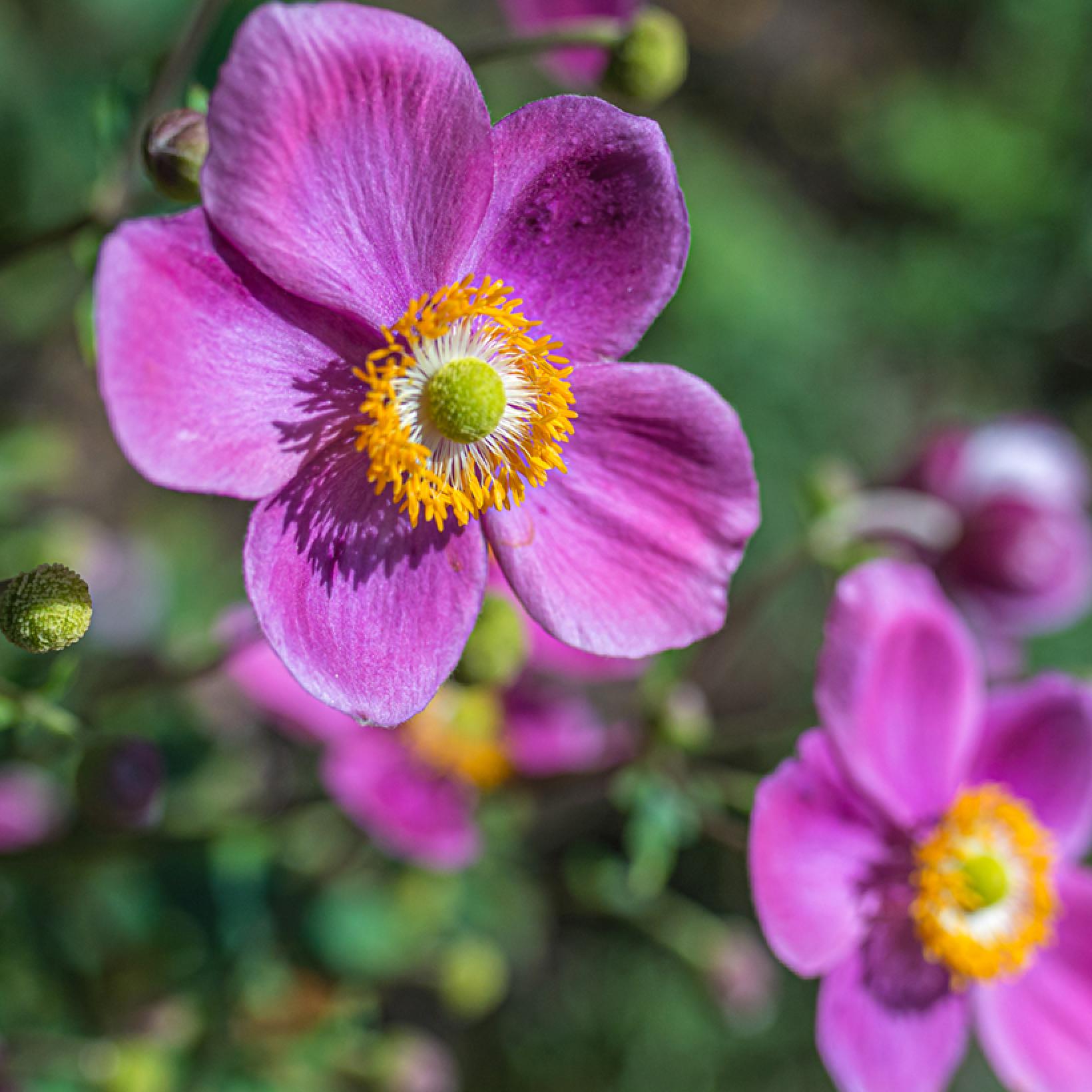Anemone hupehensis Alando Rose Anémone du Japon à fleurs rose soutenu