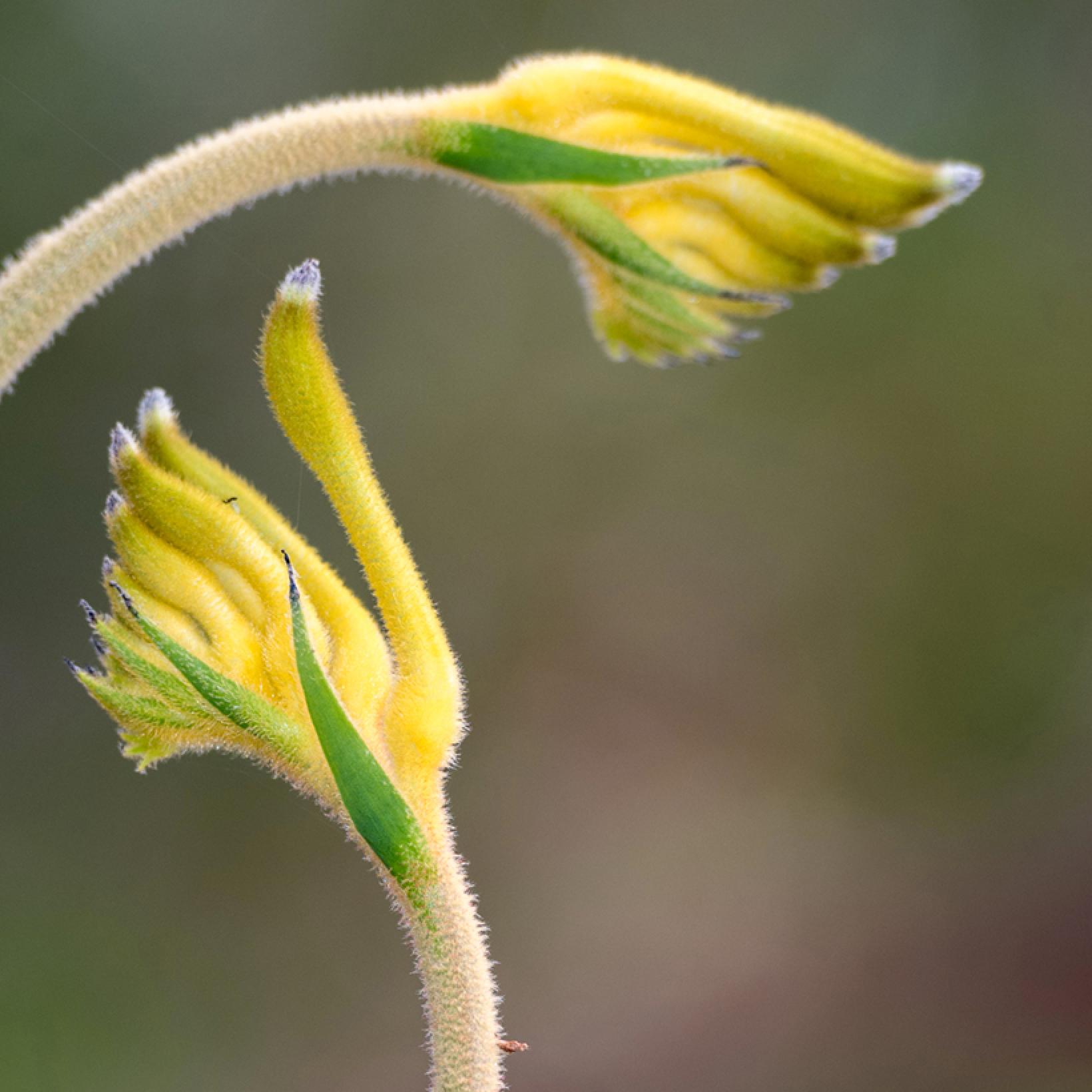 Anigozanthos Bush Bonanza Patte de Kangourou à fleurs jaunes très florifère