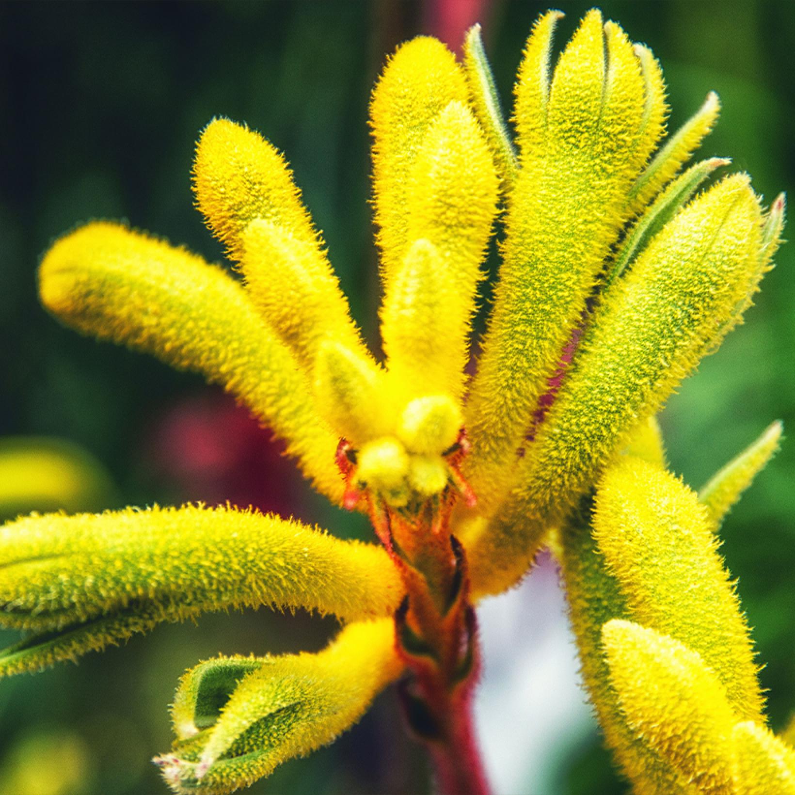 Anigozanthos Bush Bonanza Patte de Kangourou à fleurs jaunes très florifère