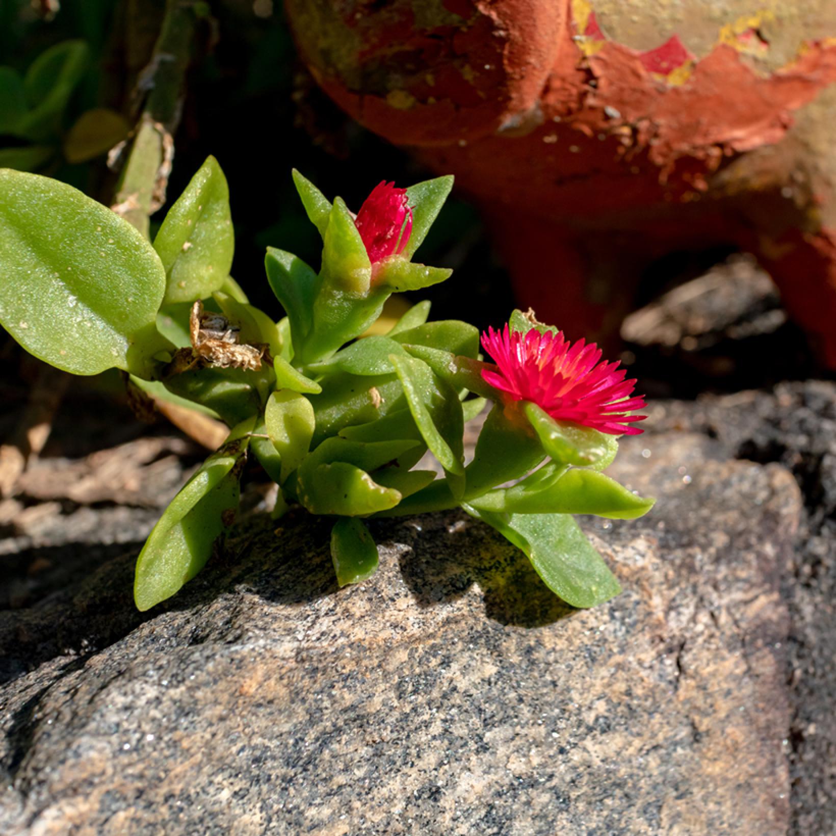 Aptenia cordifolia Ficoide à feuilles en coeur vivace succulente et tapissante aux fleurs rose Aptenia cordifolia Ficoide à feuilles en coeur vivace succulente et tapissante aux fleurs rose