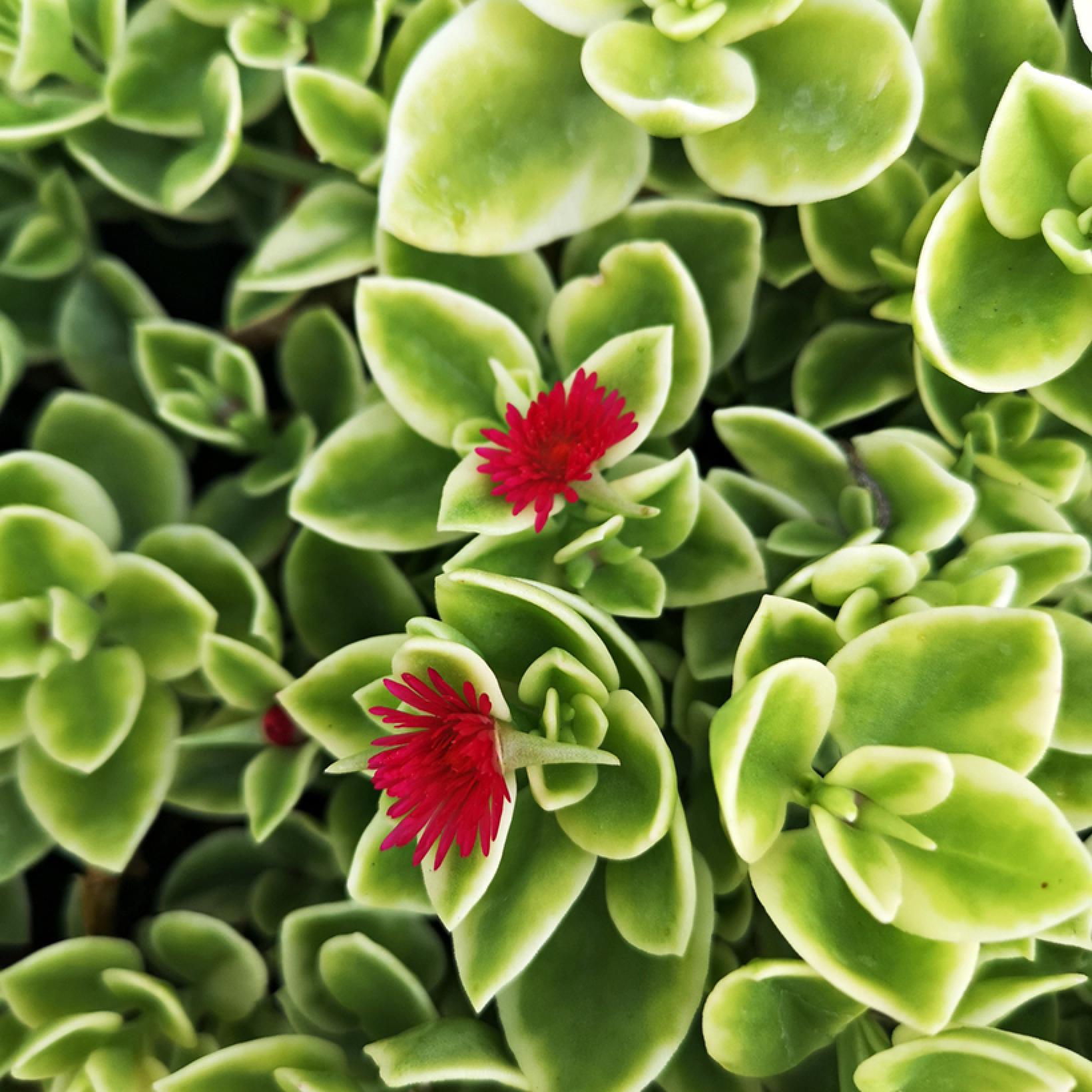 Aptenia cordifolia Variegata Ficoide à feuilles en coeur panachées Aptenia cordifolia Variegata Ficoide à feuilles en coeur panachées