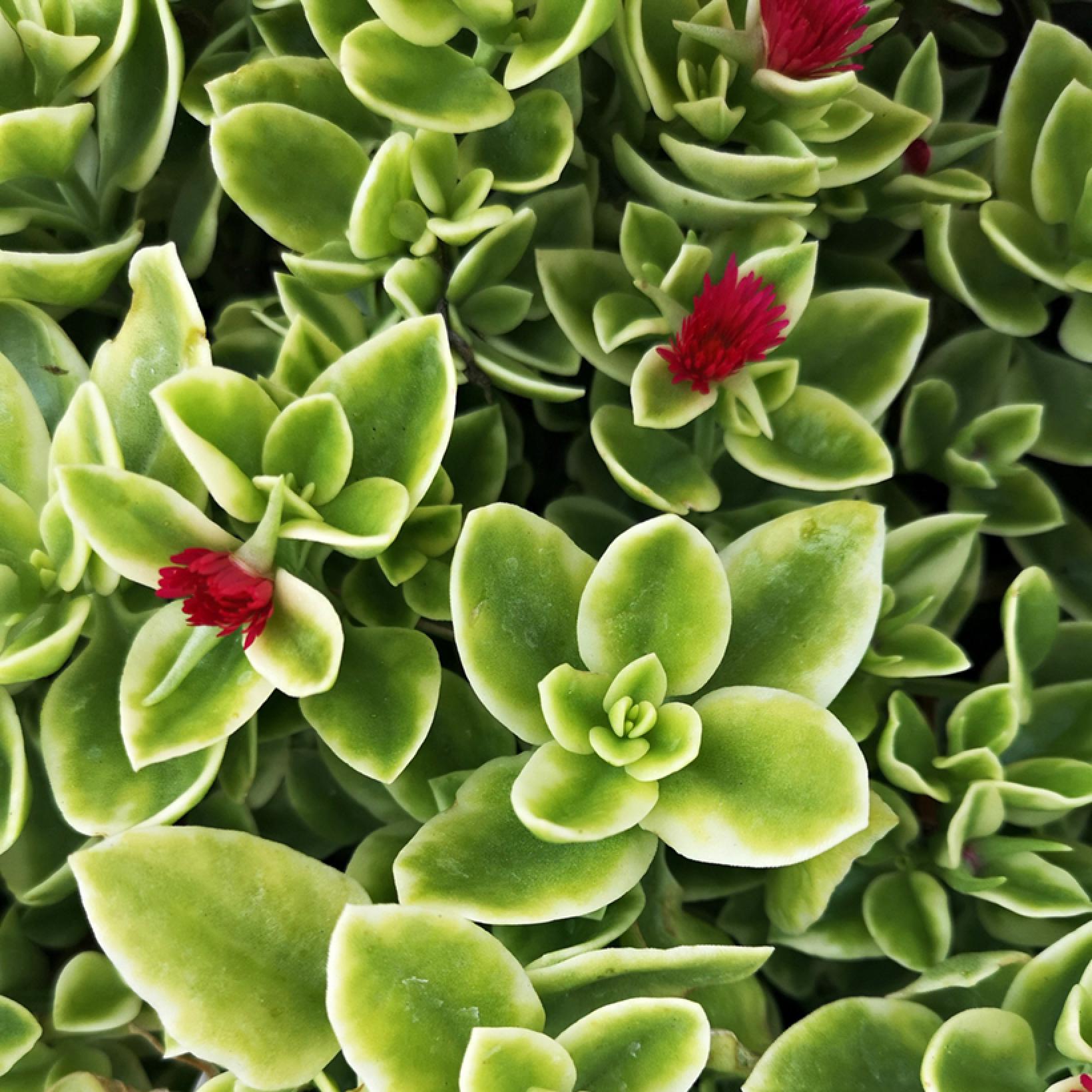 Aptenia cordifolia Variegata Ficoide à feuilles en coeur panachées Aptenia cordifolia Variegata Ficoide à feuilles en coeur panachées