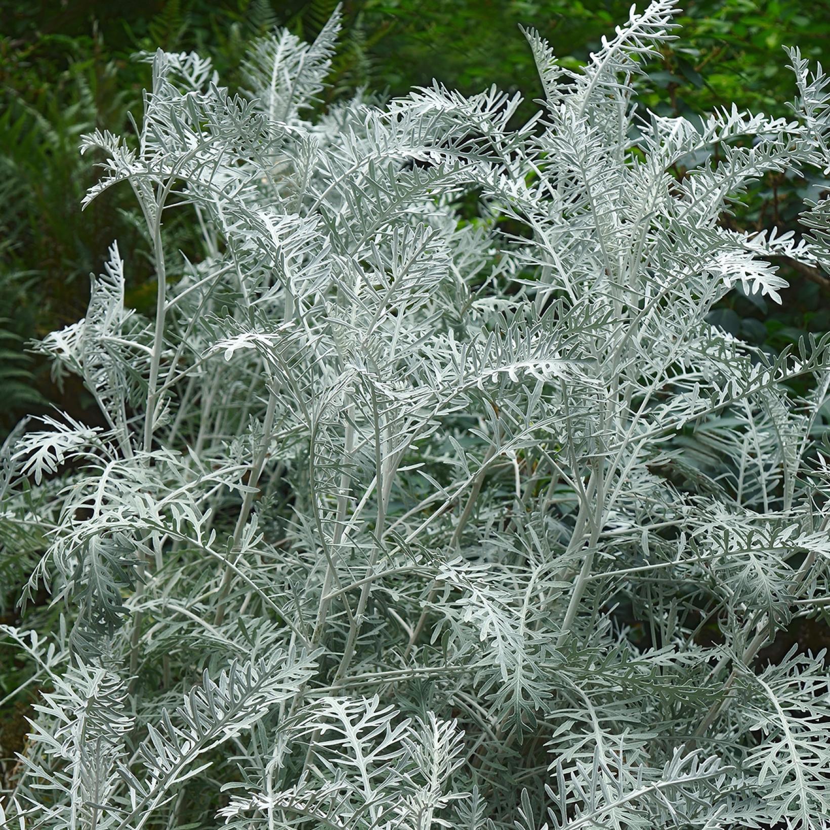Artemisia Powis Castle Armoise arborescente à feuilles gris argenté
