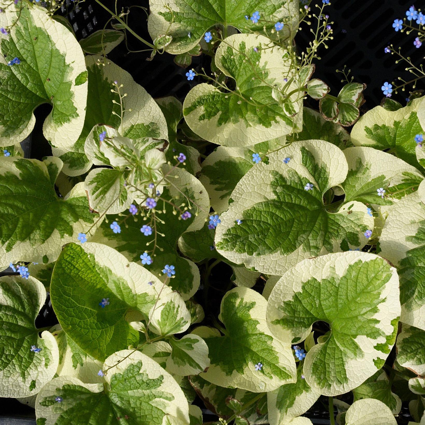 Le Brunnera macrophylla Dawson s White, une floraison bleue sur des ...